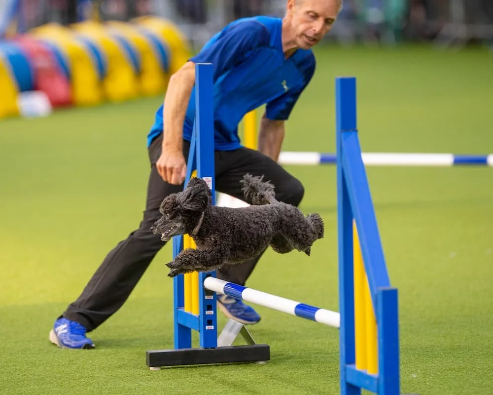 A dog agility trainer in a blue shirt and black pants guiding a small black poodle through a dog agility obstacle in a grassy outdoor area.