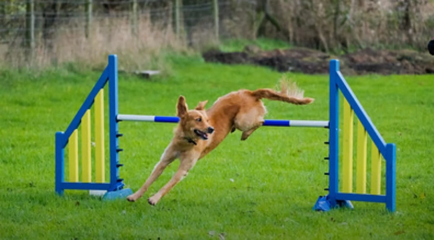 Beginners Dog Agility Training Class Starting April