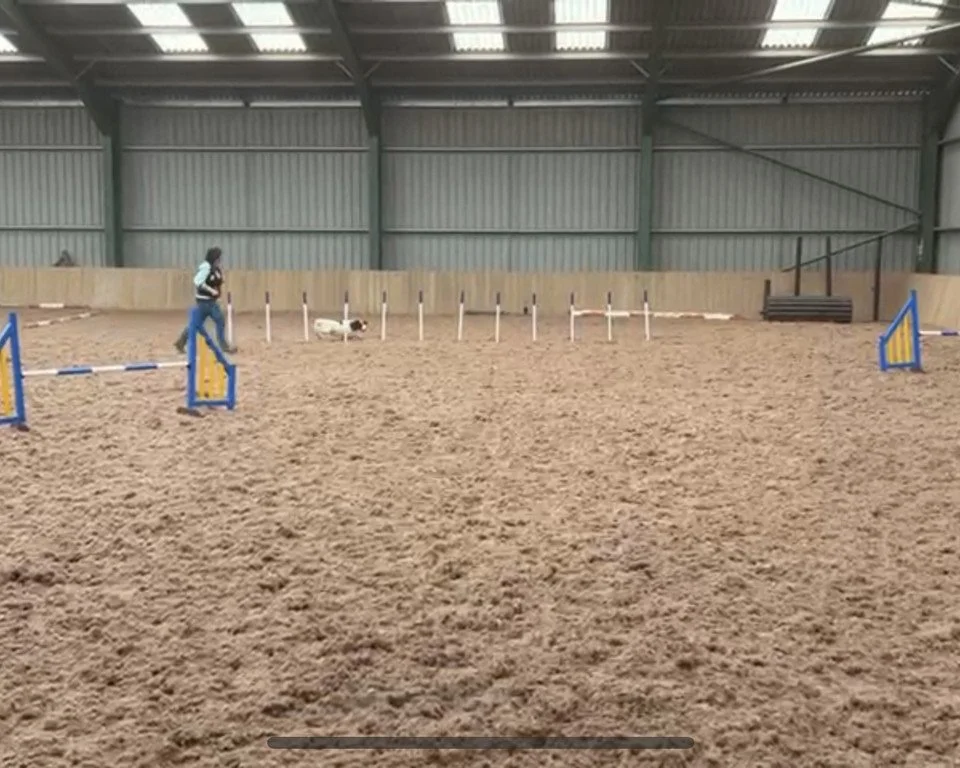 Beginners And Young Dog Agility Classes Starting Soon