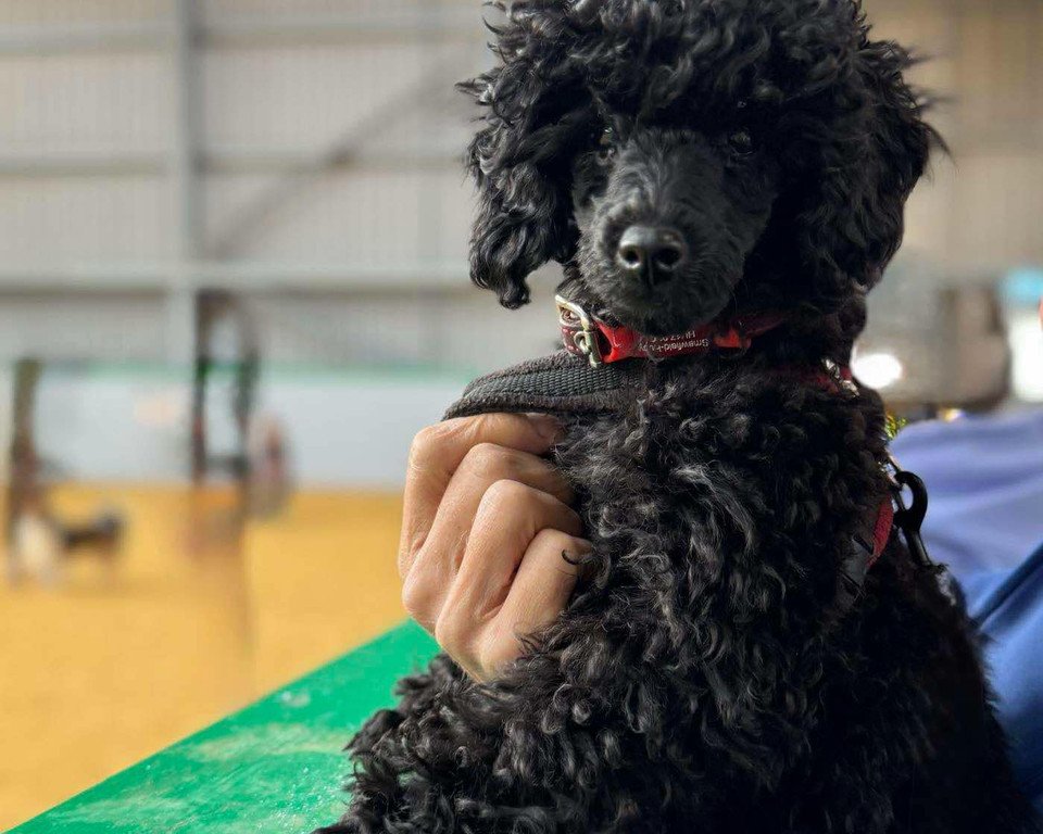 Start 2026 With Dog Agility Training Lessons