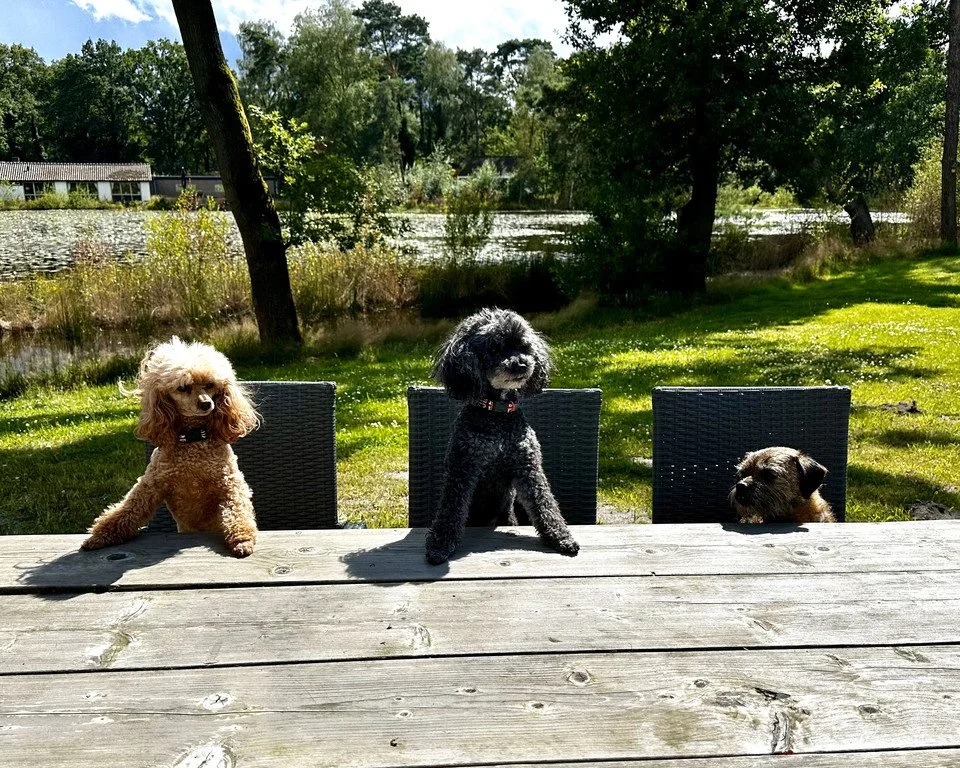 Beginners and Foundations Dog Agility Classes From November