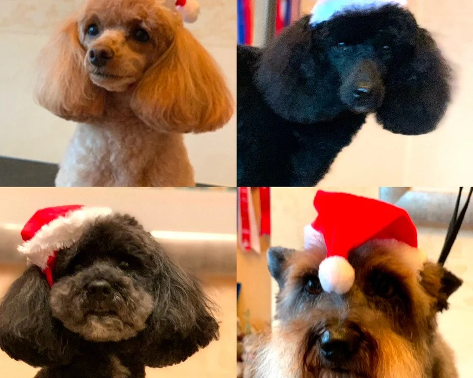 Enquiries now being taken for the New Year