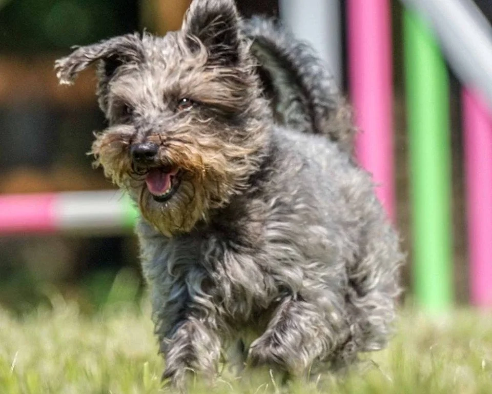 May Waiting List Now Open For Dog Agility Classes