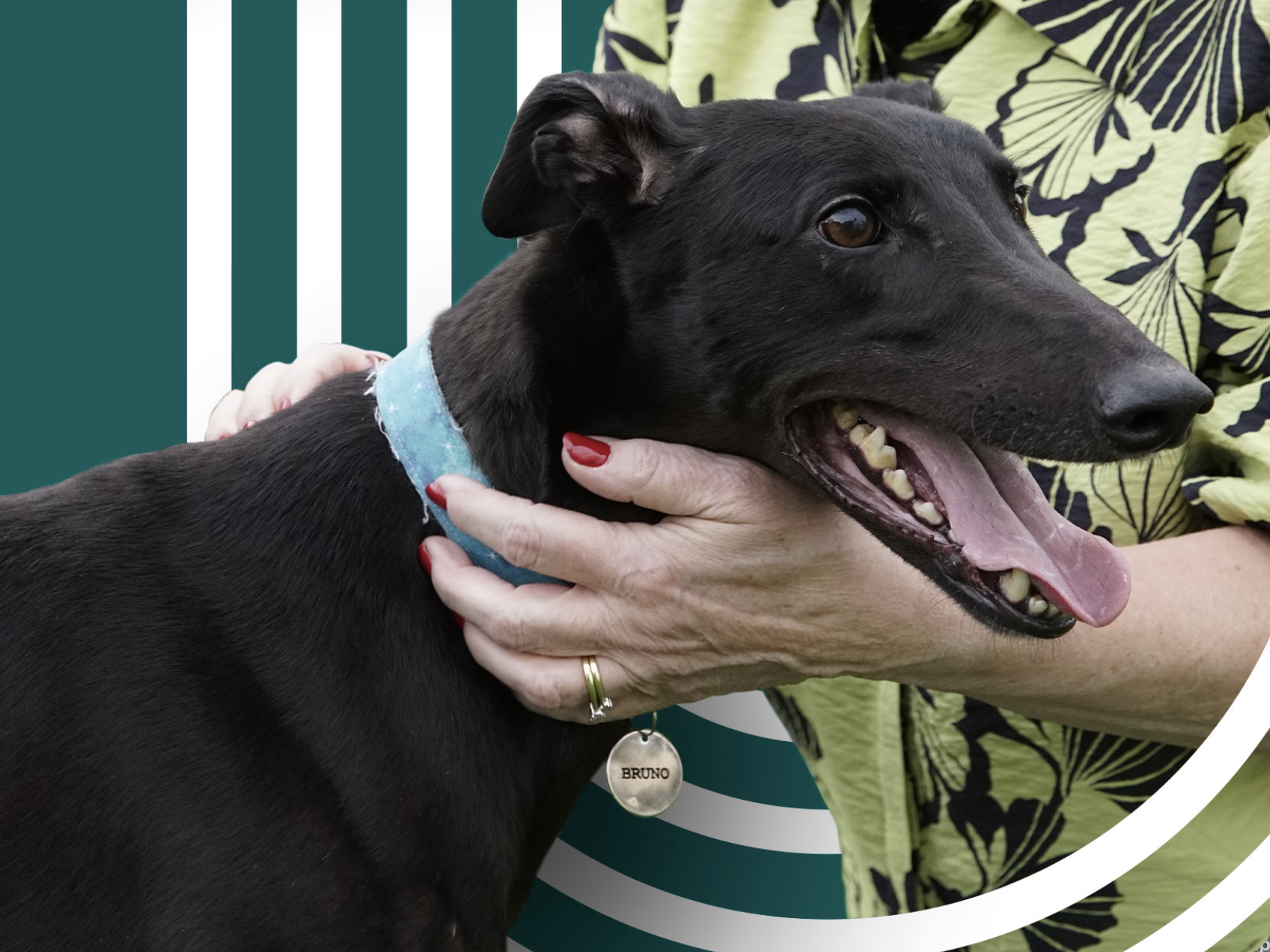 Greyhound Homing UK