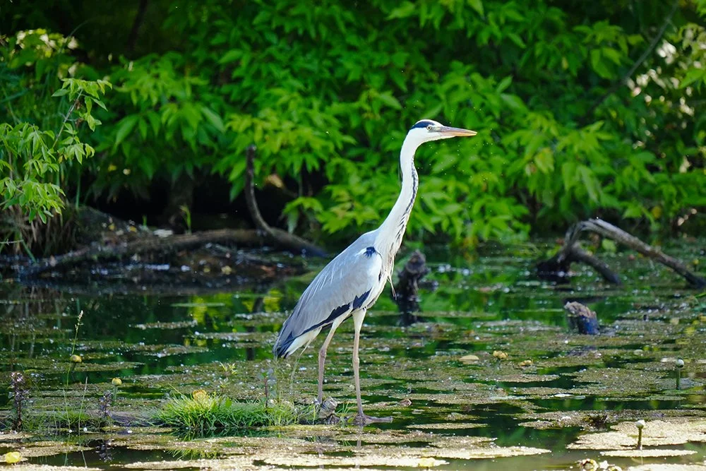 The Nature Conservancy-IL