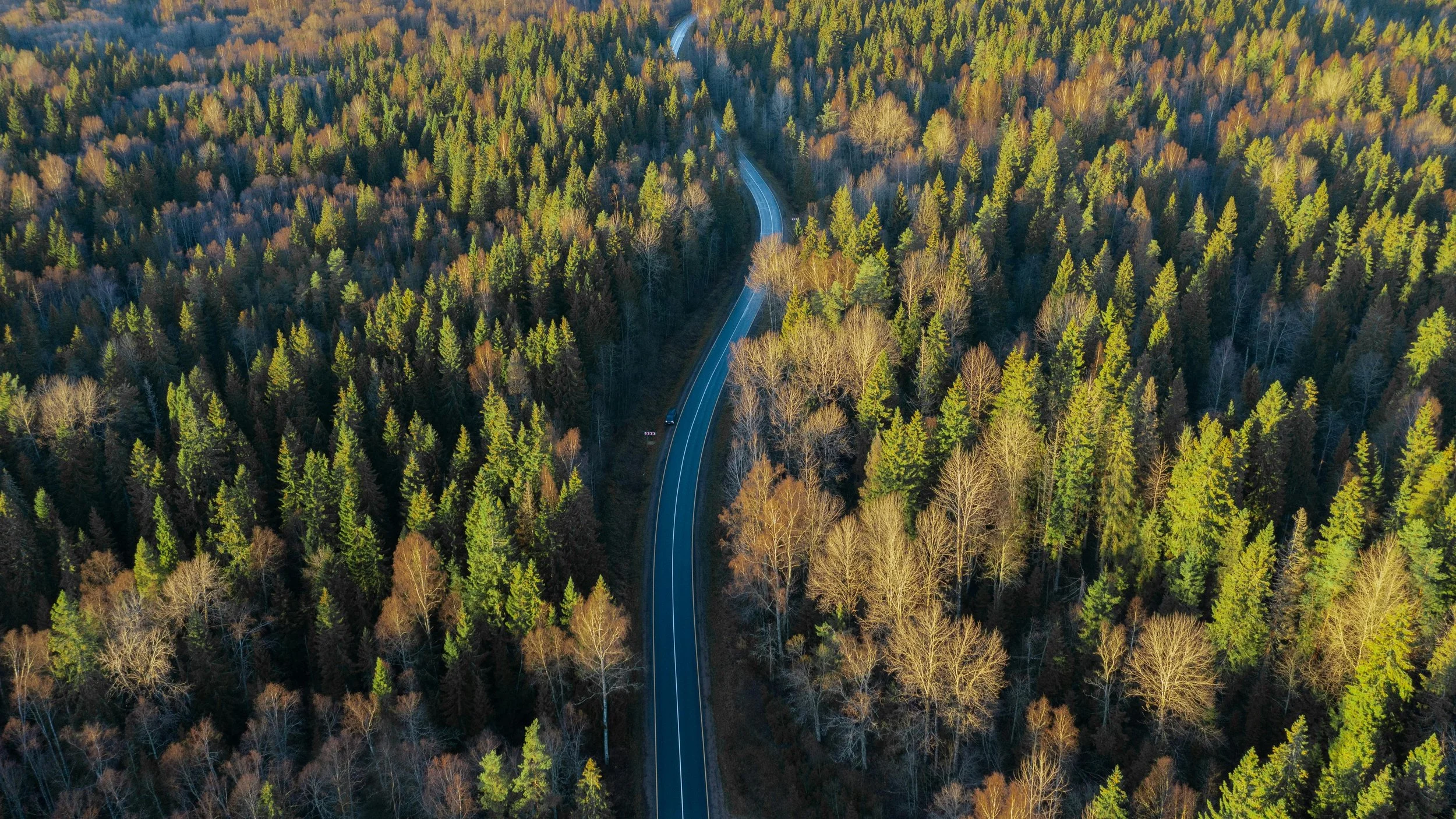 An aerial view of a winding road through a dense forest with tall trees, some with bare branches, suggesting it is late autumn or early winter.