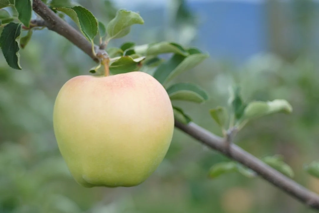 Ginger Gold apple on a tree at Davison Orchards in Vernon BC, Okanagan Valley fresh fruit