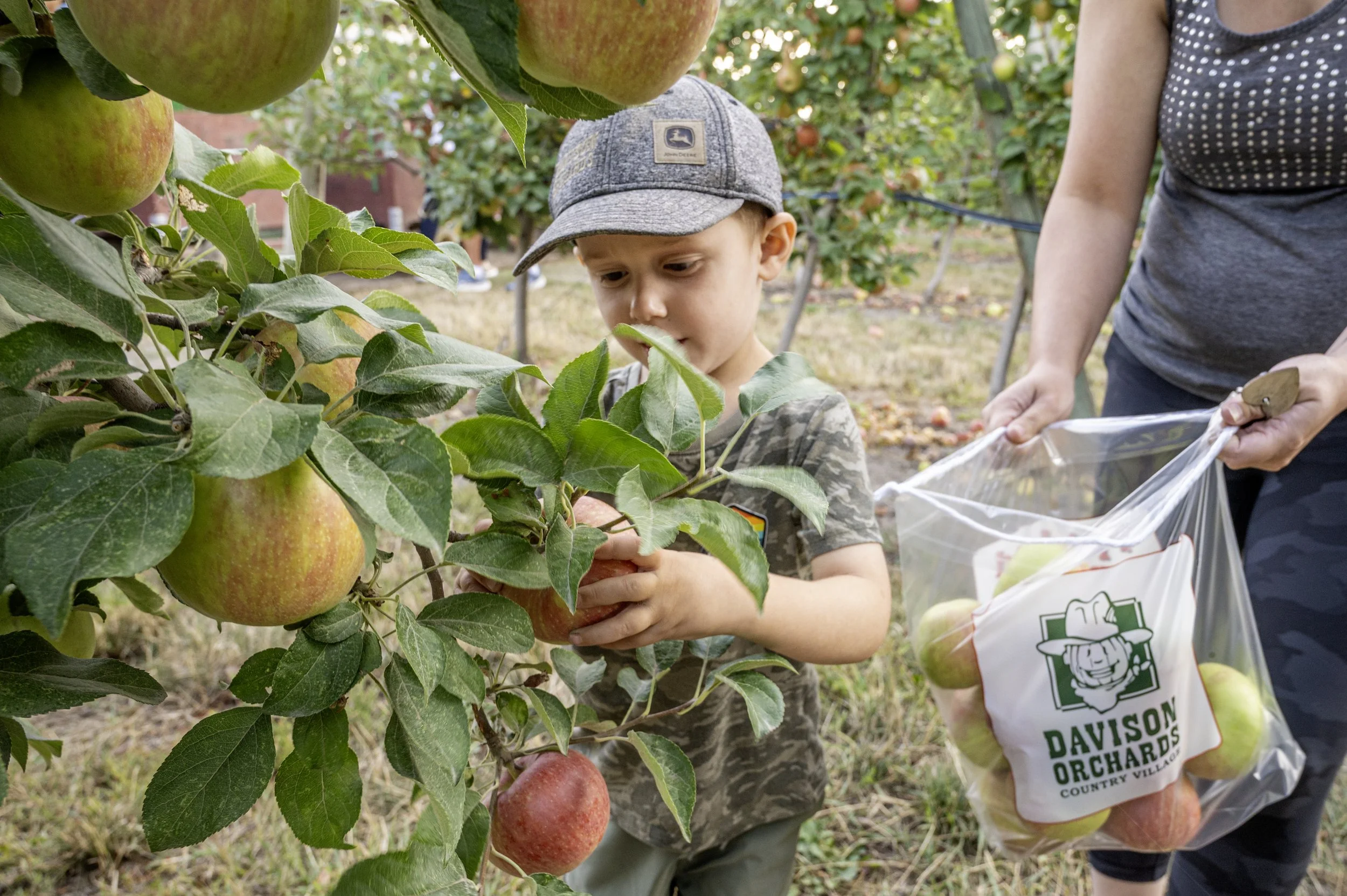 Kid picking apples from the tree with his mother holding his apple bag from Davison Orchards. Vernon, BC