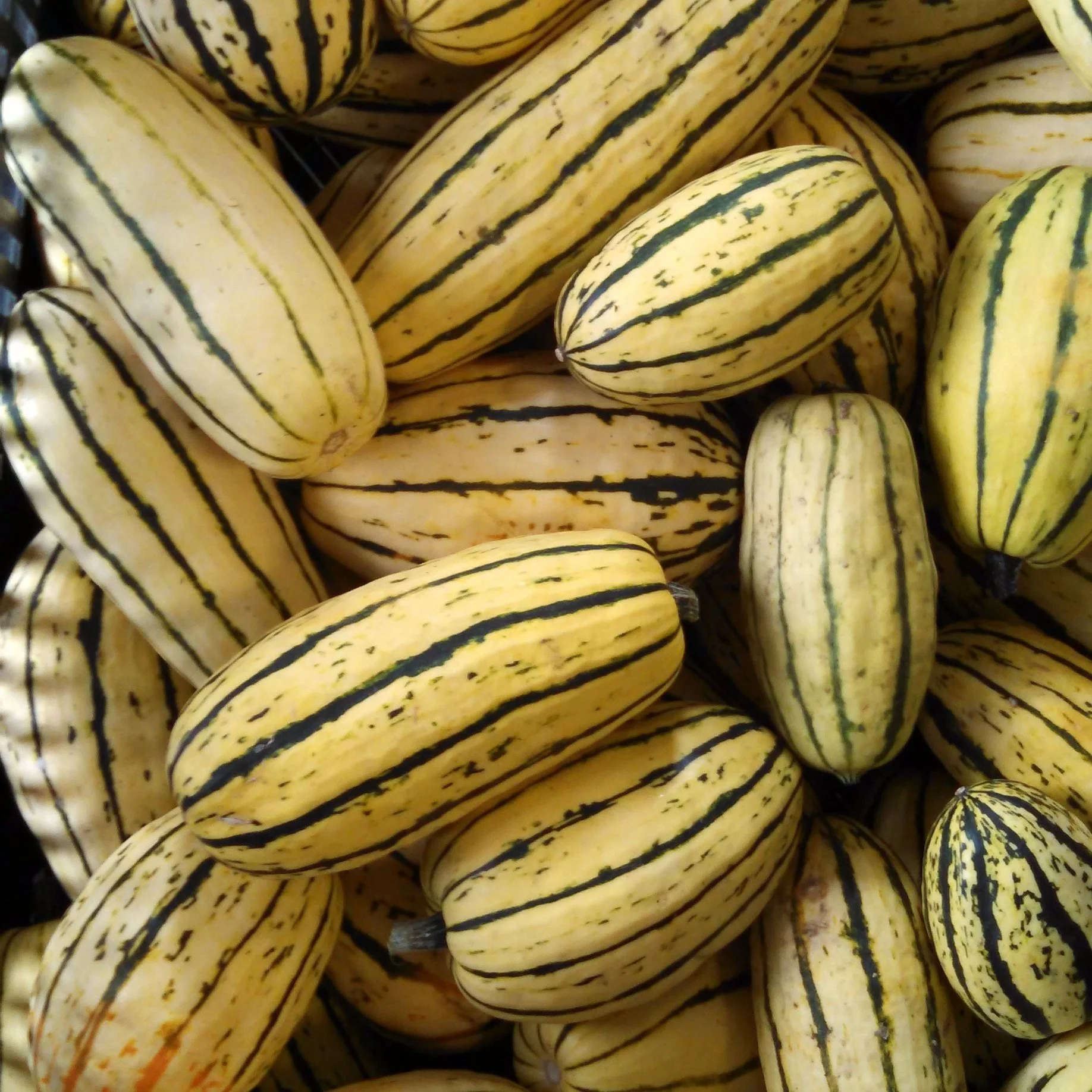 Delicata squash with cream-colored skin and green stripes freshly harvested at Davison Orchards in Vernon BC, Okanagan Valley