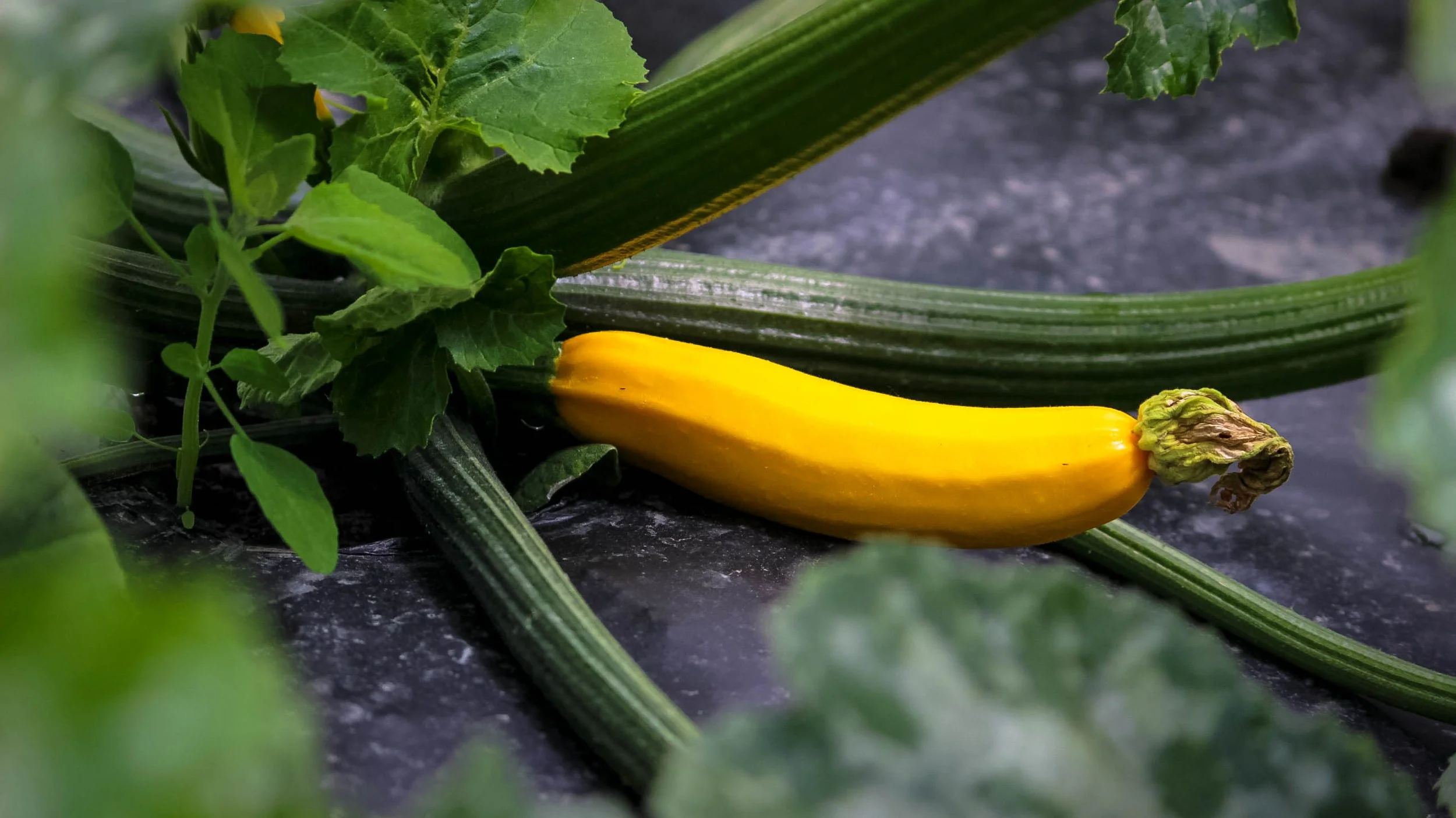 Fresh green zucchinis harvested from Davison Orchards farm in Vernon BC, Okanagan Valley