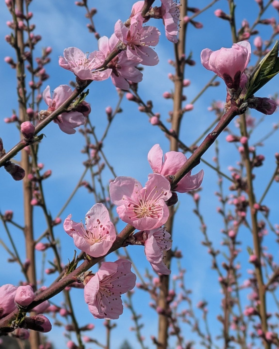 On this beautiful spring day, these blossoms (future peaches) are waking up too! They&rsquo;re getting ready for the 2026 season here at Davison Orchards! 🍑

We open in just 3 weeks
Get ready for May 1st!

🗓️ Open Tuesday to Saturday
🕘 9:00 AM to 