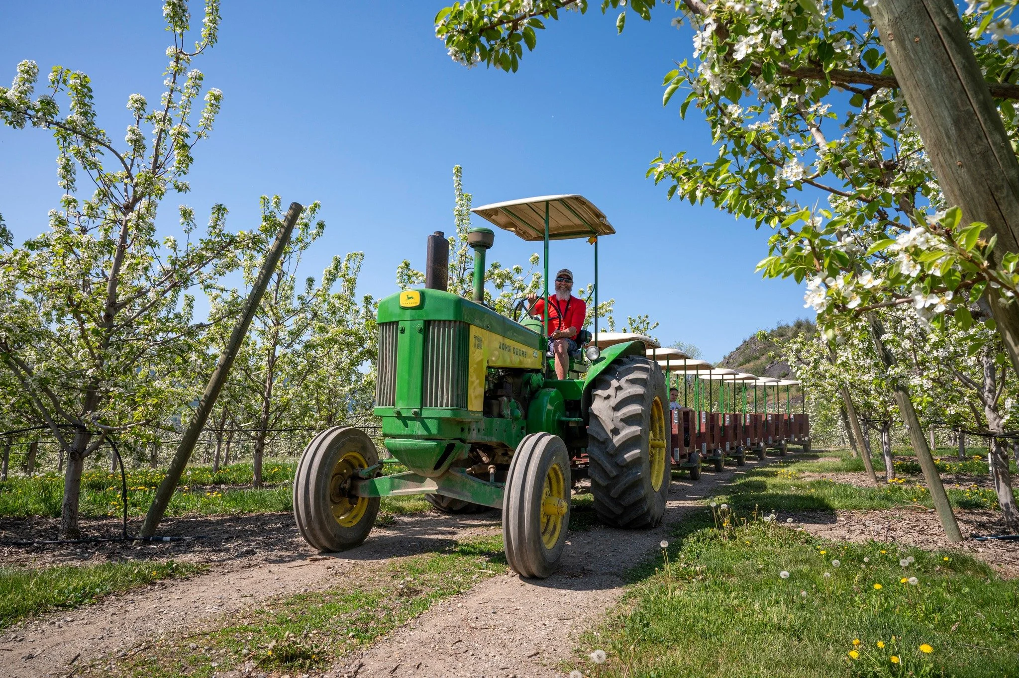 2 MORE SLEEPS TO OPENING! 🎉📸

Bring your family and friends and capture the beauty of spring in bloom 🌸

Perfect photo moments all around the farm!

Opening Friday May 1st | 9:00 am to 5:30 pm
Orchard Tours | Friday and Saturday | 10:00 am to 4:00