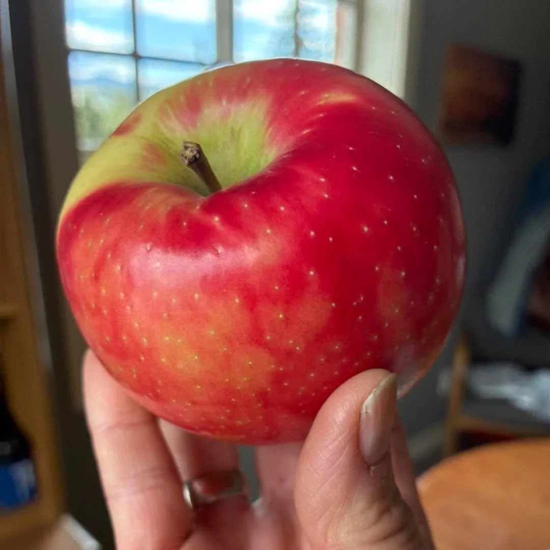 Are you hungry for a Davison apple?  We have crisp &amp; juicy Honeycrisp available for opening day, Friday, May1st!  See you soon