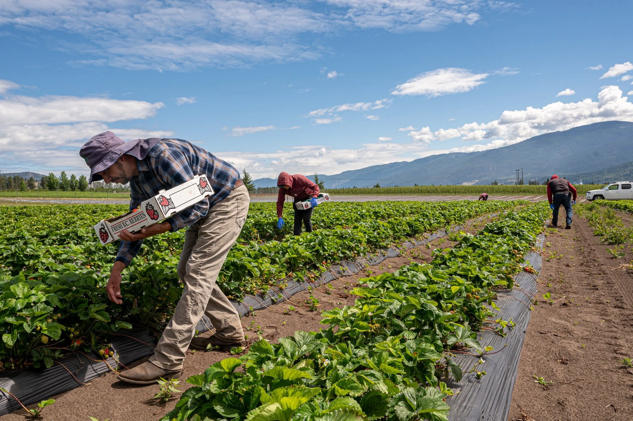 🍓 Beautiful strawberries grown right here!
Hand-picked with care by our hardworking farm team, a huge shoutout to them for their fantastic work! 👏🏻

We&rsquo;re open daily from 9:00 to 5:30
Come pick some fresh ones!

#strawberries #Localstrawberr
