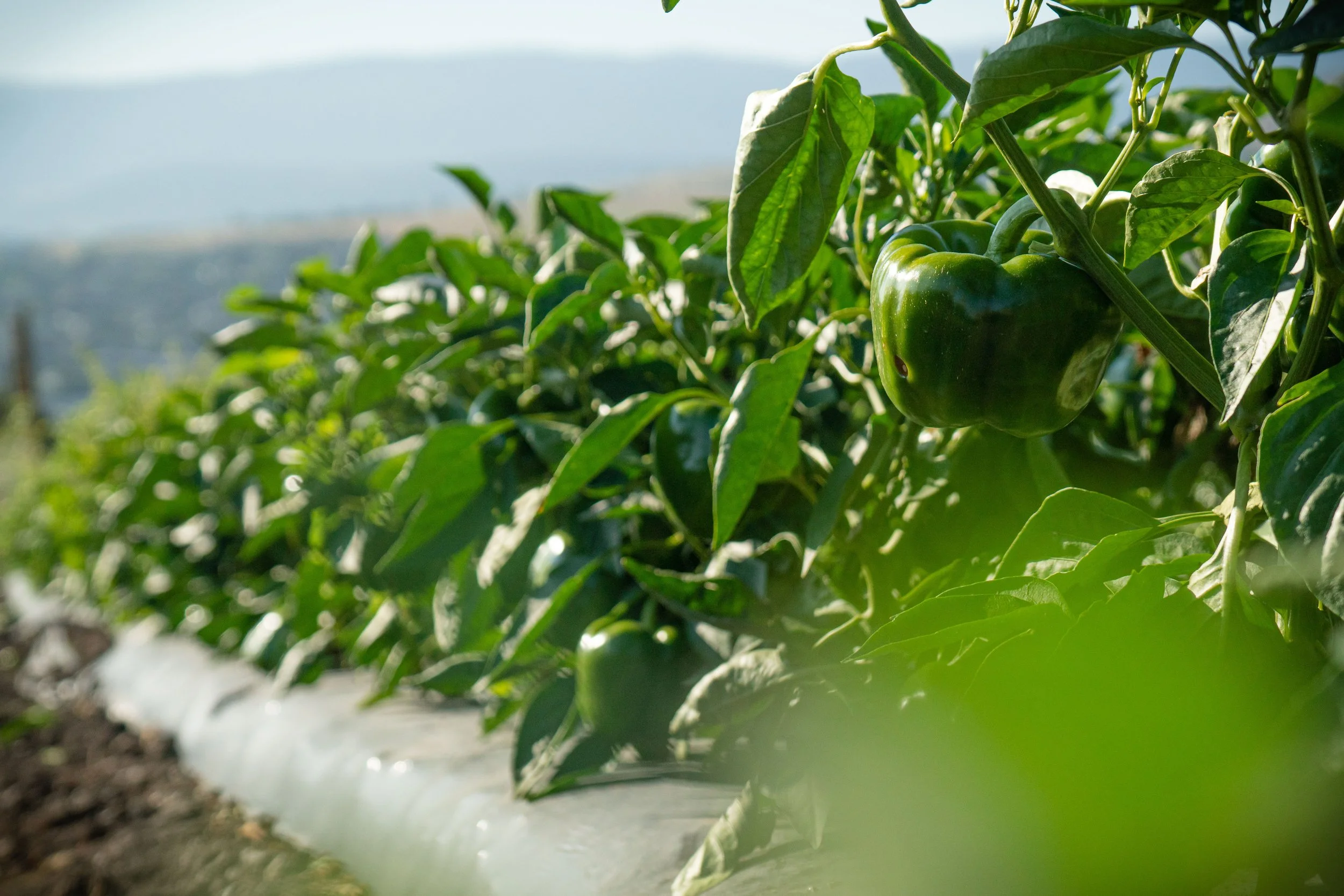 peppers (8).jpg