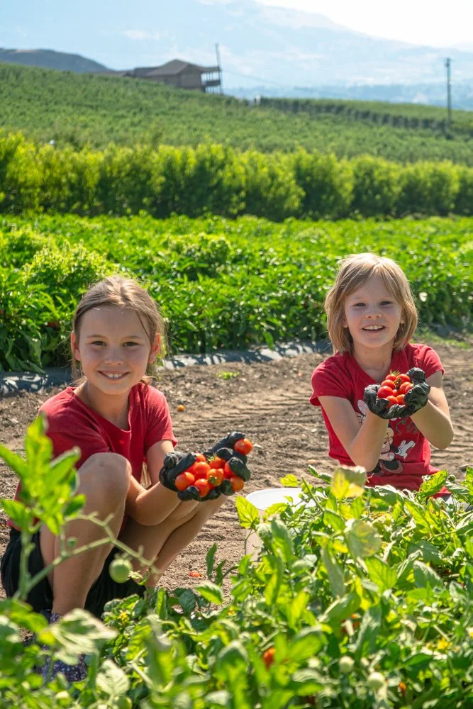 U-Pick Tomatoes & Peppers