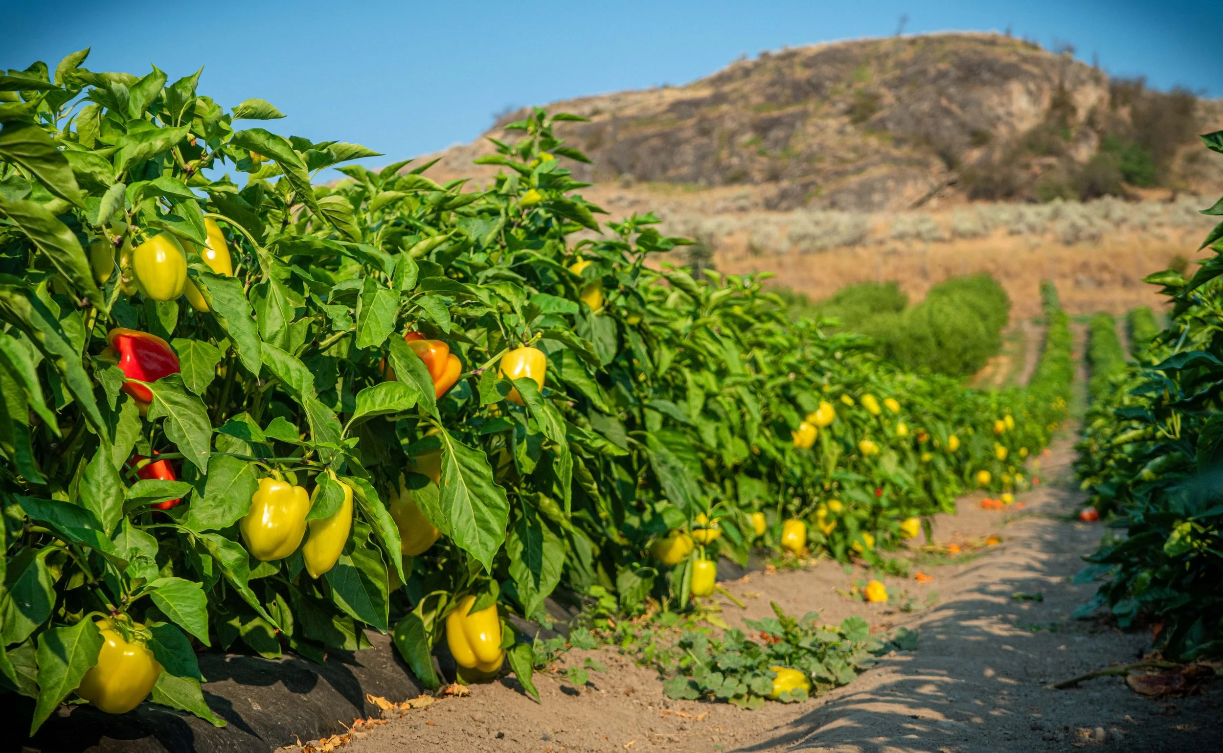 A pepper plant row loaded with green, yellow, red, and orange peppers ready for harvest at Davison Orchards, part of the U-Pick tomato and pepper in Vernon BC, Okanagan Valley