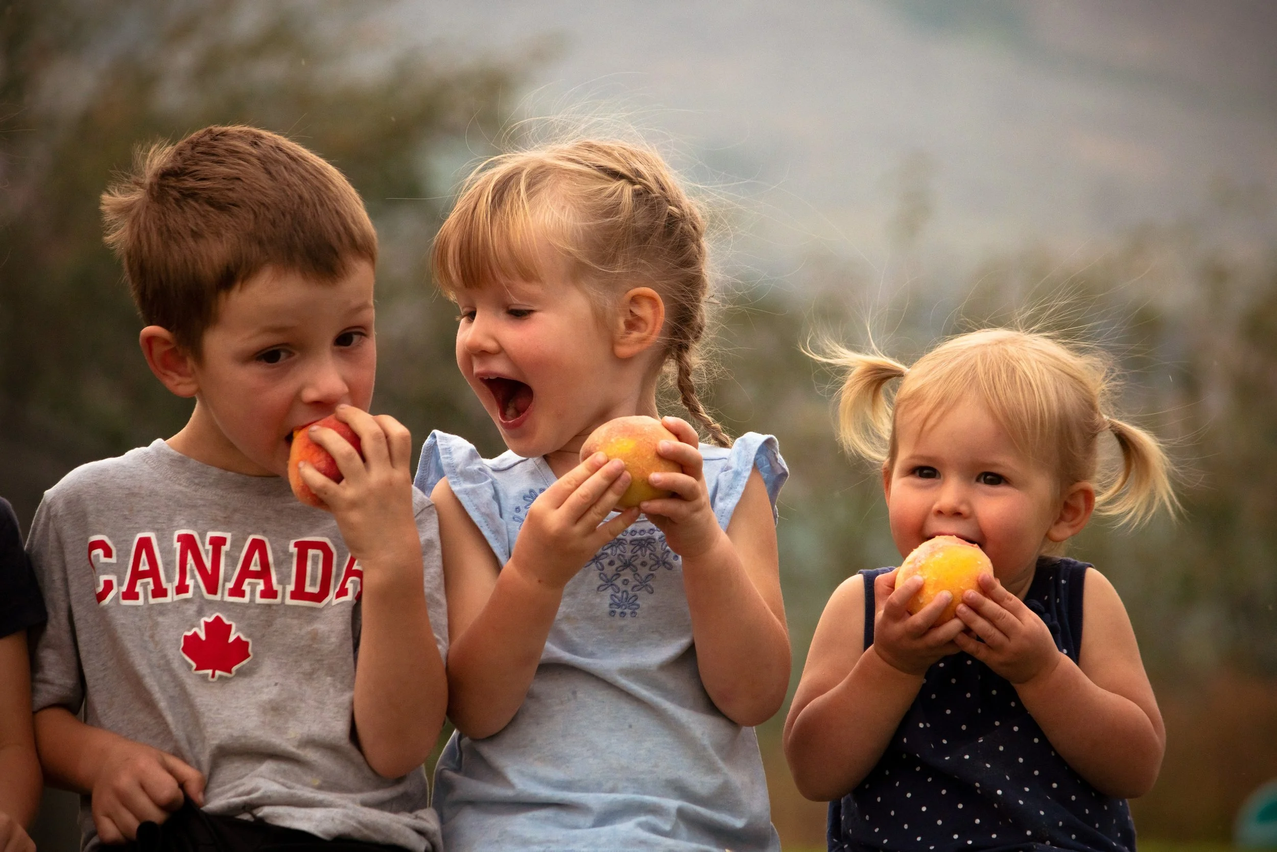 Three kids eating yummy and juicy fresh Red Haven peaches, freshly picked at Davison Orchards, Vernon BC, part of the Okanagan Valley fresh peach harvest