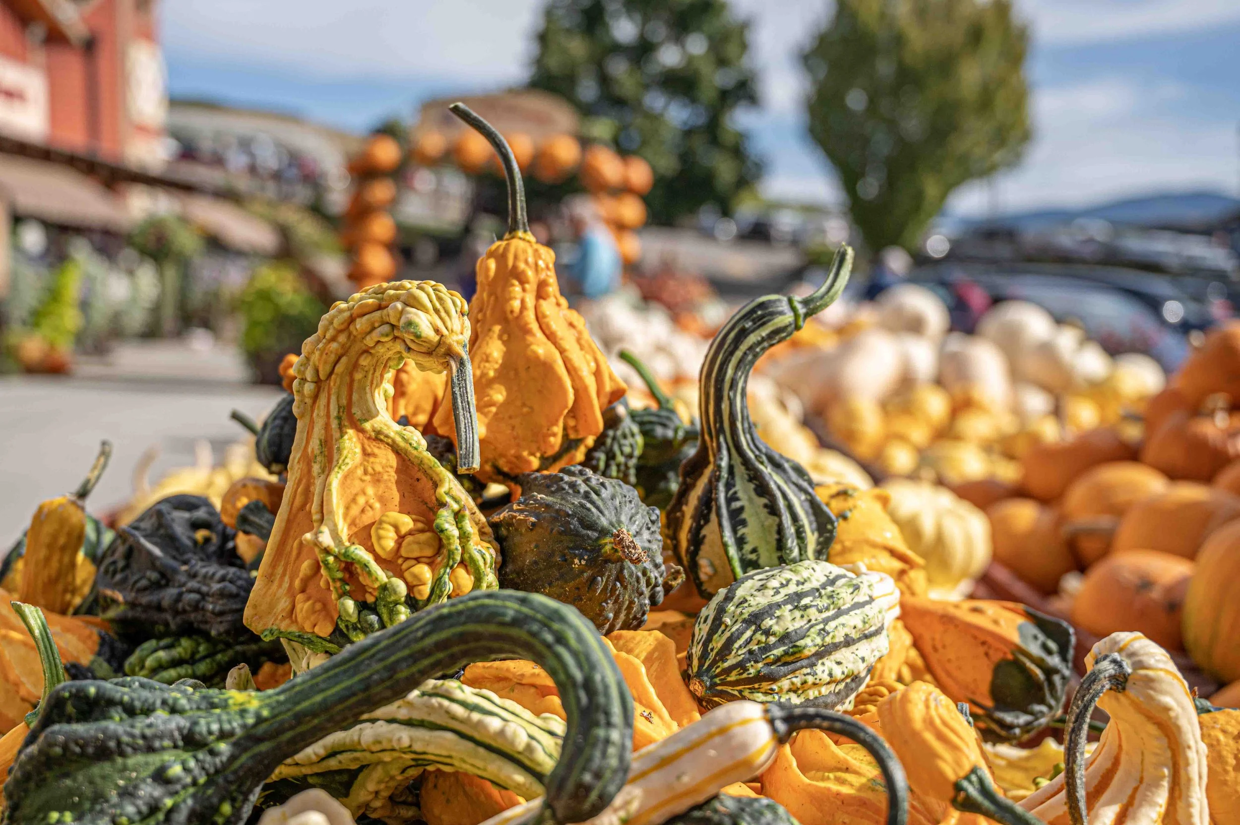 Colorful decorative pumpkins and gourds harvested at Davison Orchards in Vernon BC, Okanagan Valley