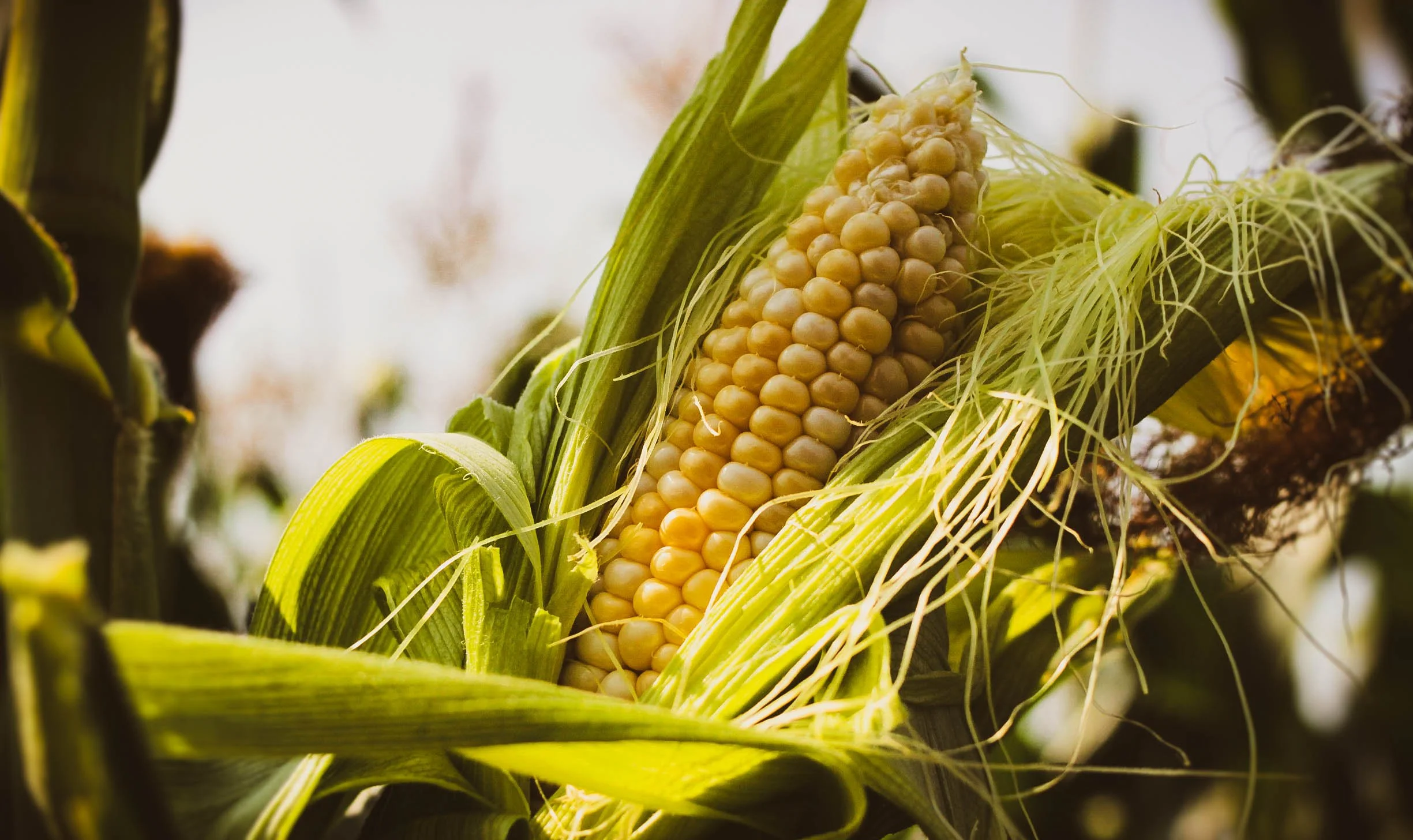 Bi-color Peaches and Cream sweet corn on the cob growing at Davison Orchards in Vernon BC, Okanagan Valley