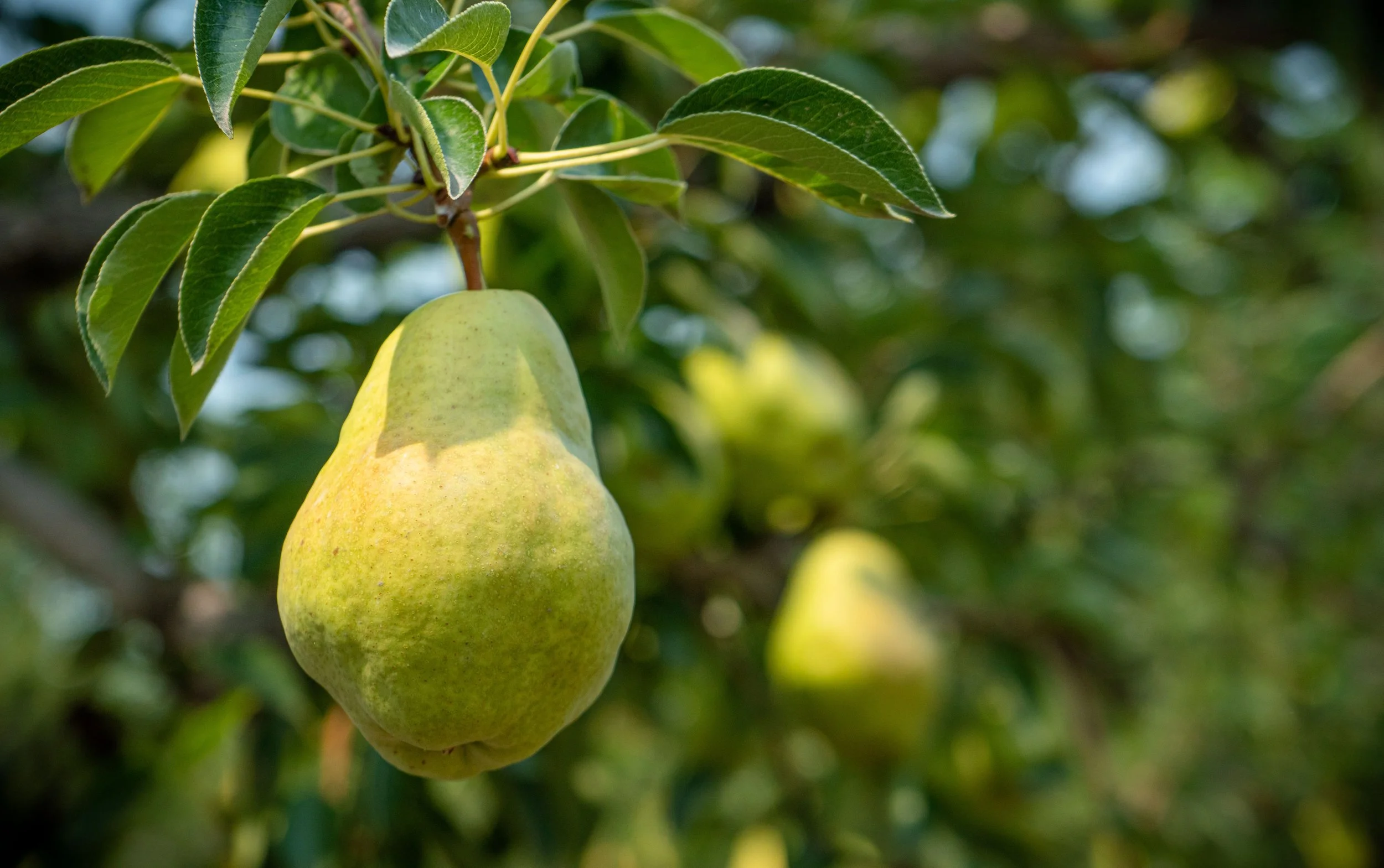 Ripe Bartlett pear hanging from the tree in the orchard at Davison Orchards in Vernon BC, Okanagan Valley Canada