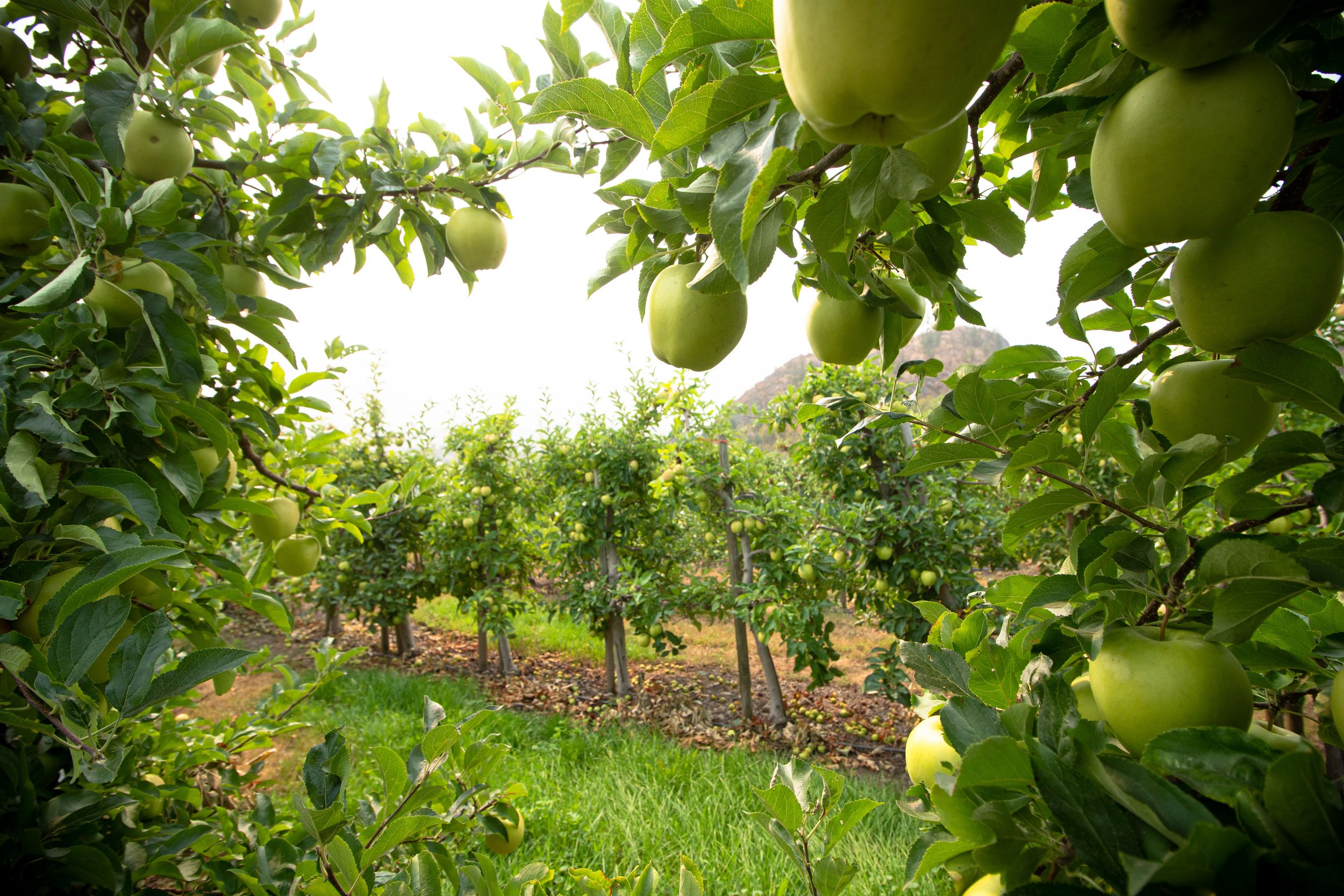 Green apple tree loaded with ripe apples in the orchard at Davison Orchards in Vernon BC, Okanagan Valley