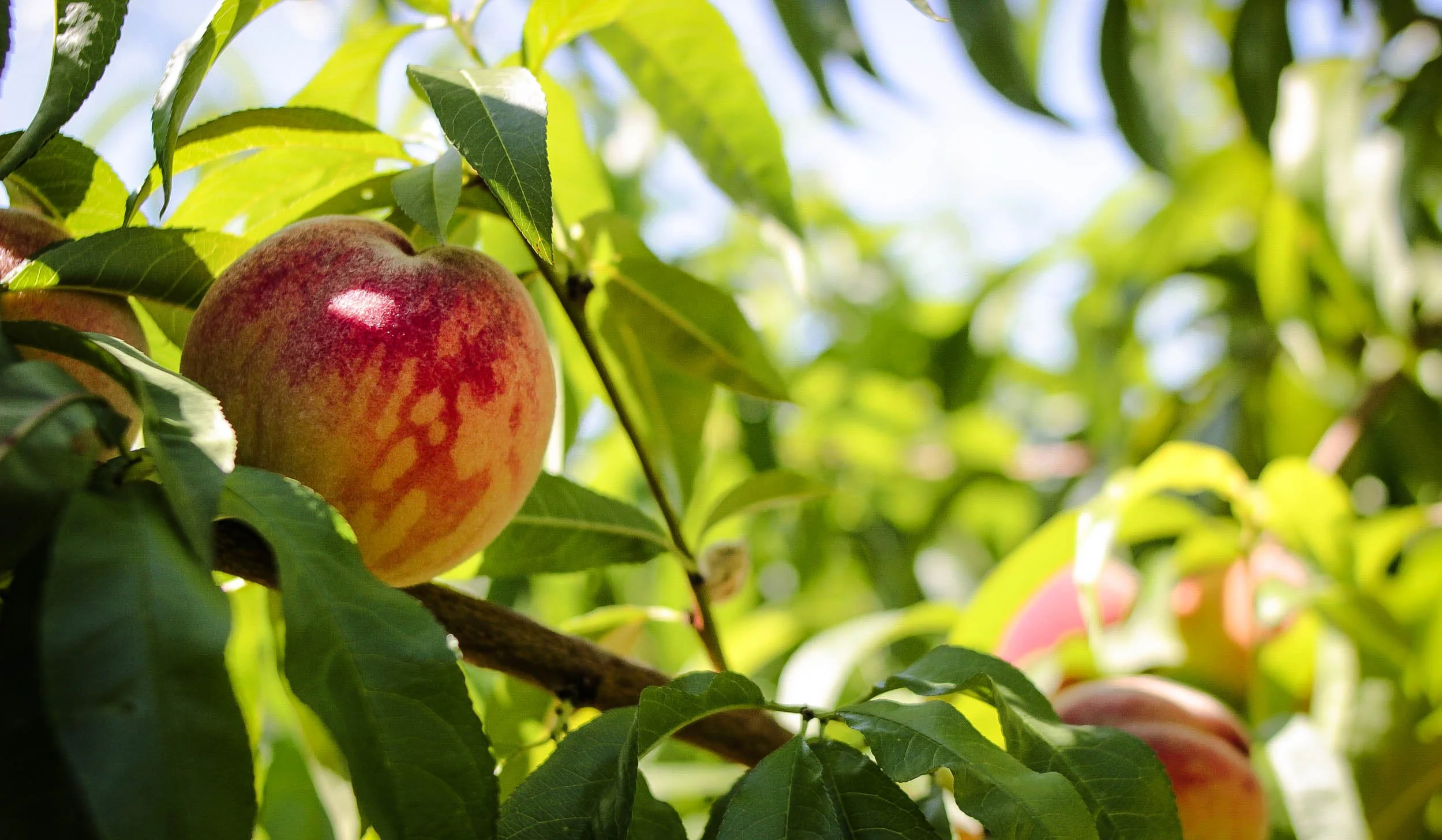 Glo Haven peach growing on the branch at Davison Orchards, Vernon BC, fresh juicy Okanagan orchard fruit