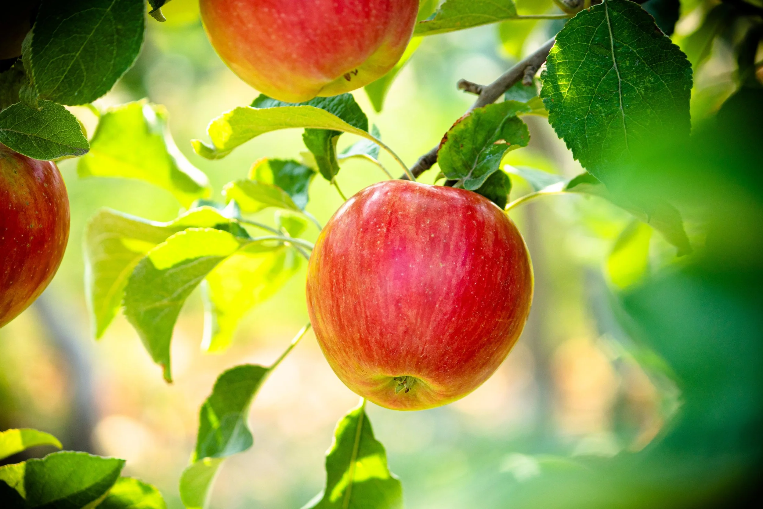Akane apple growing on the branch at Davison Orchards in Vernon BC, Okanagan Valley apples