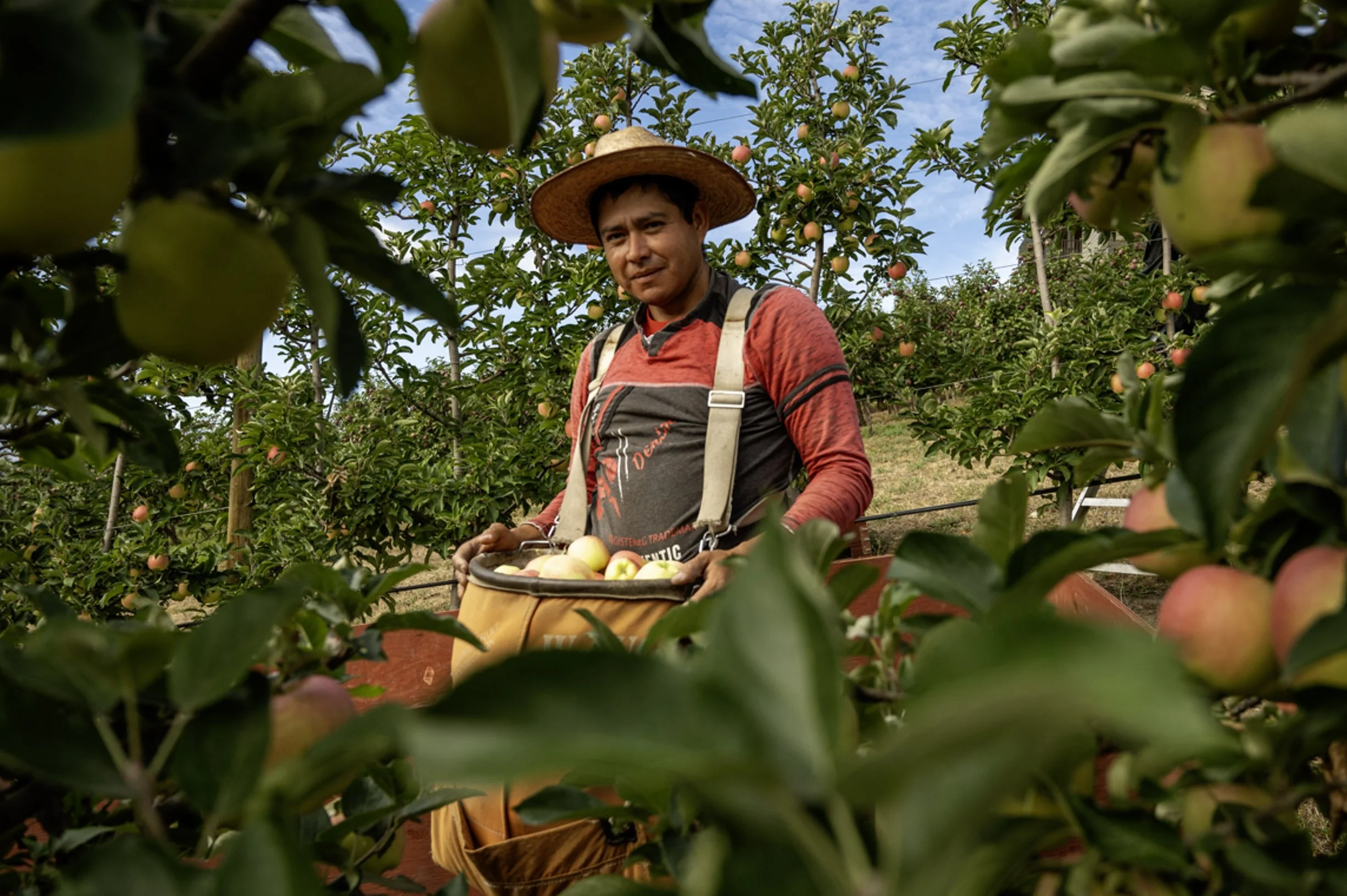 Davison Orchards worker carefully hand-picking apples from the tree to his harvesting bag in Vernon BC