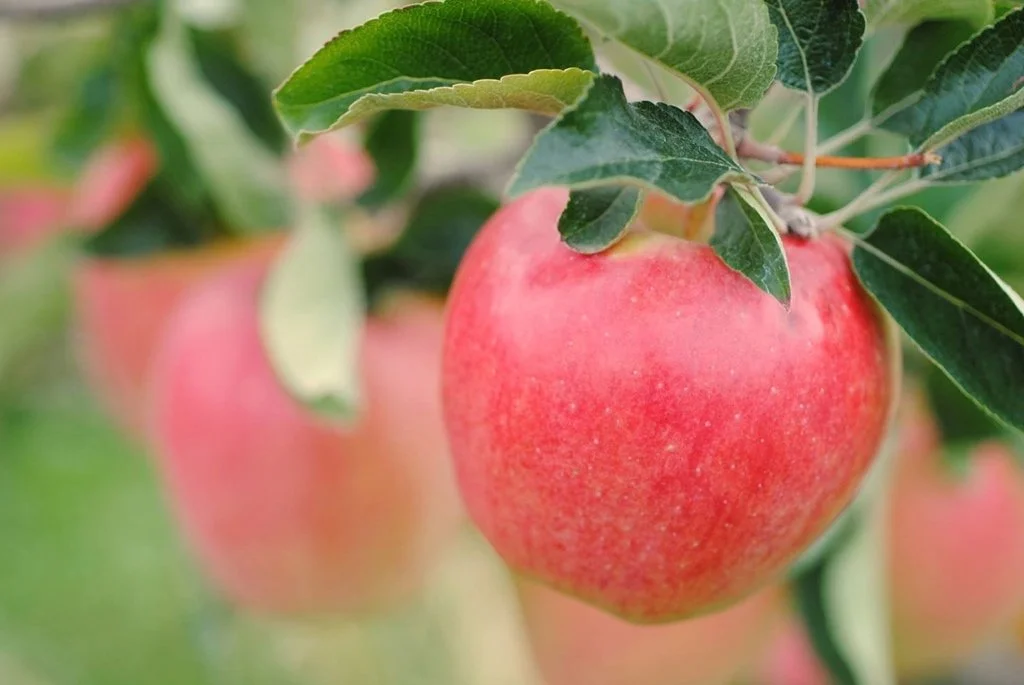 Ambrosia apple growing on the branch at Davison Orchards, Vernon BC, fresh Okanagan apples ready for harvest. Vernon BC apple picking.