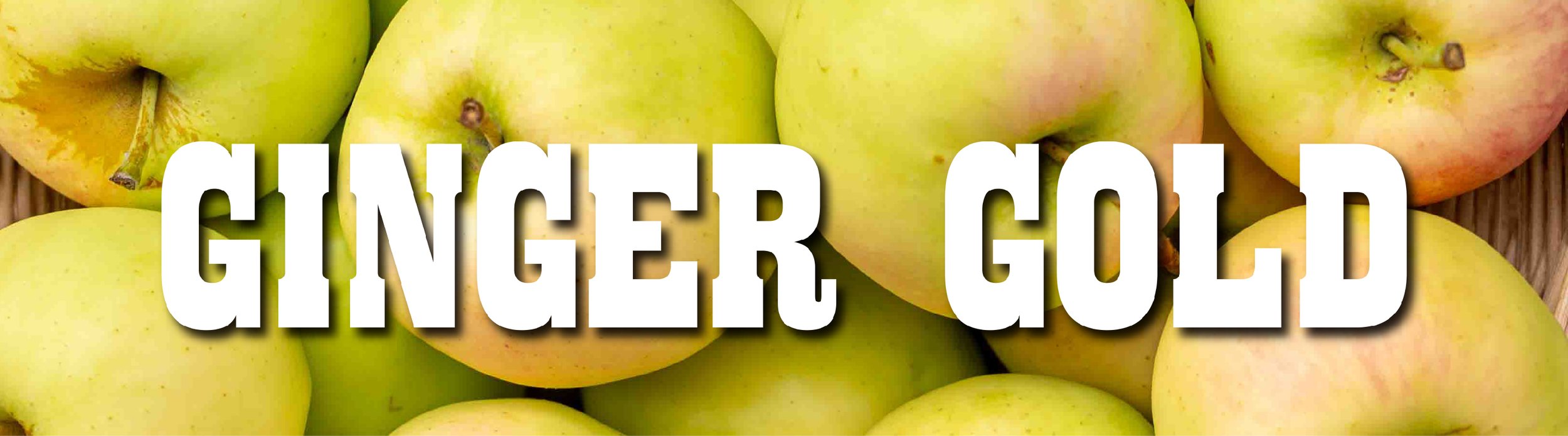 GINGER GOLD.jpg