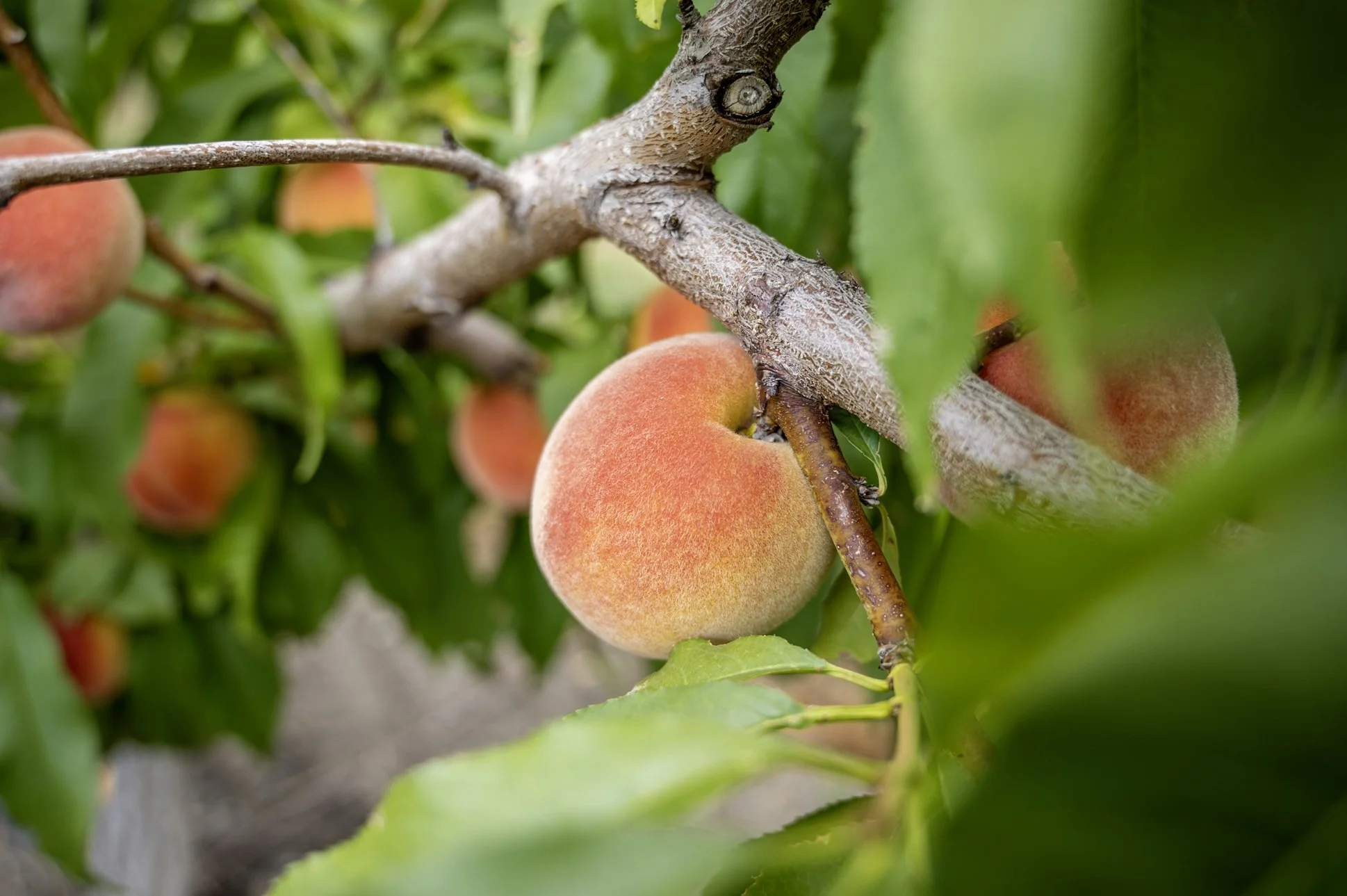 Peaches