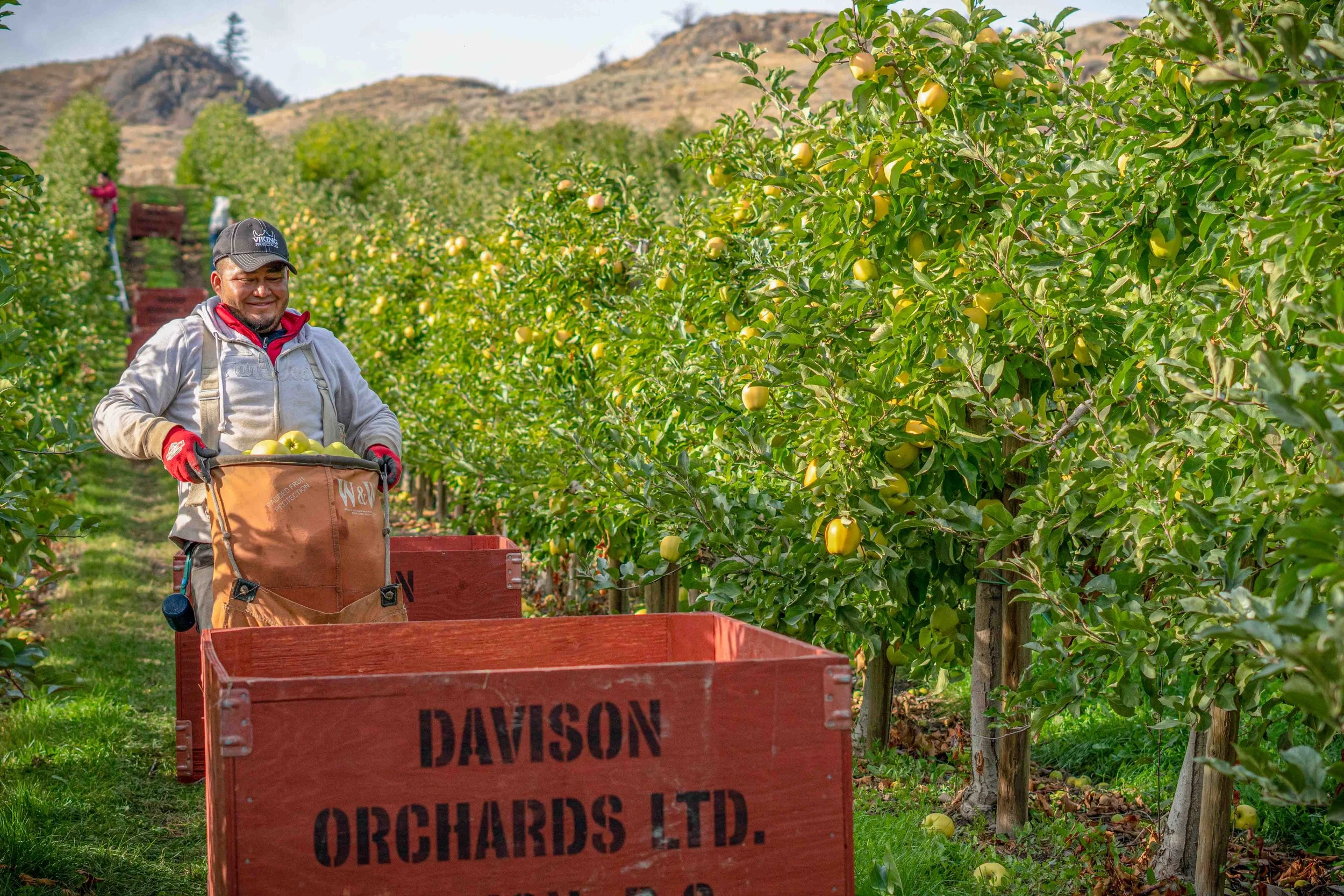 Apple harvest at Davison Orchards in Vernon BC, farm worker moving a bag of freshly picked apples into the orchard’s apple bin, Okanagan Valley