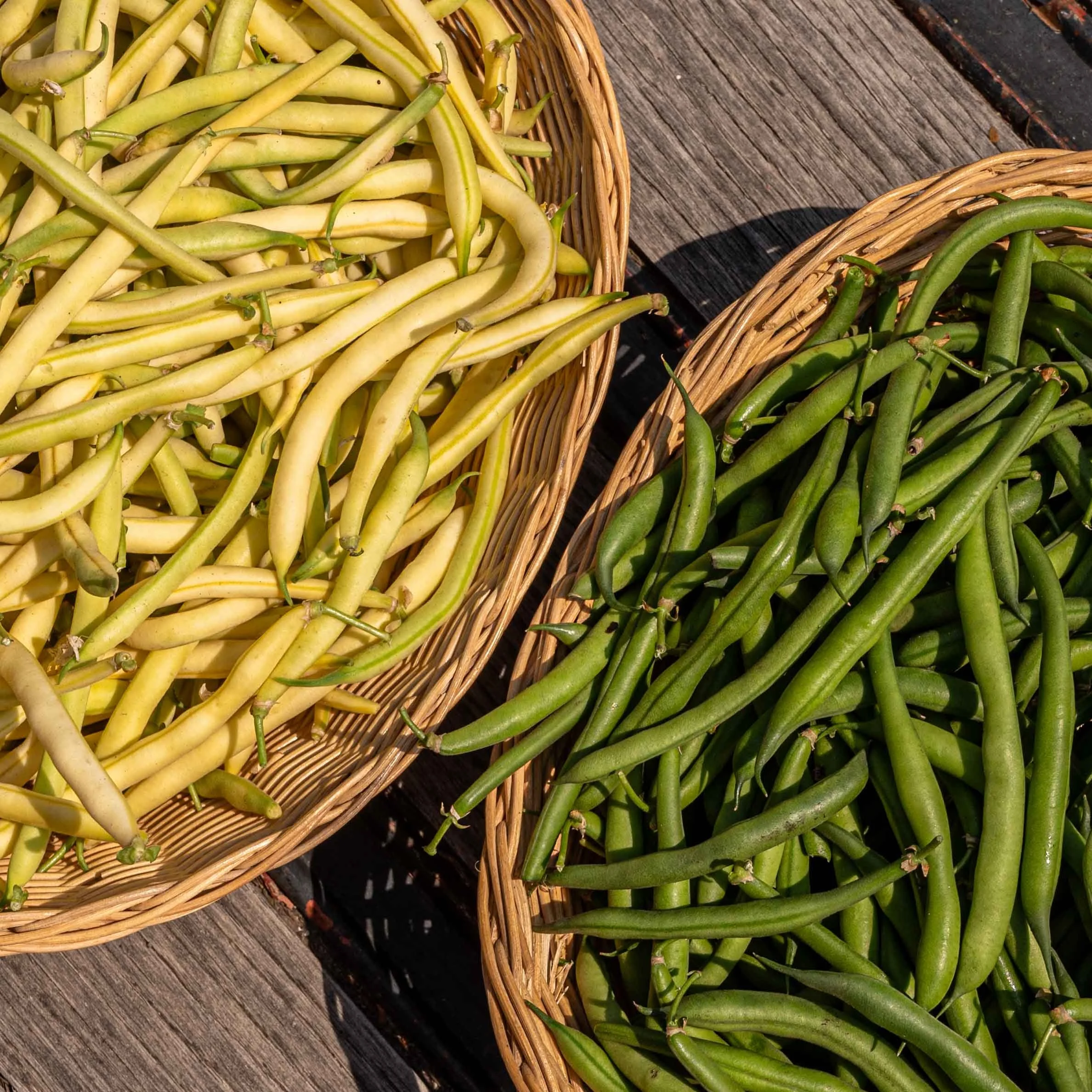 Fresh green and yellow beans harvested from Davison Orchards farm in Vernon BC, Okanagan Valley, Canada