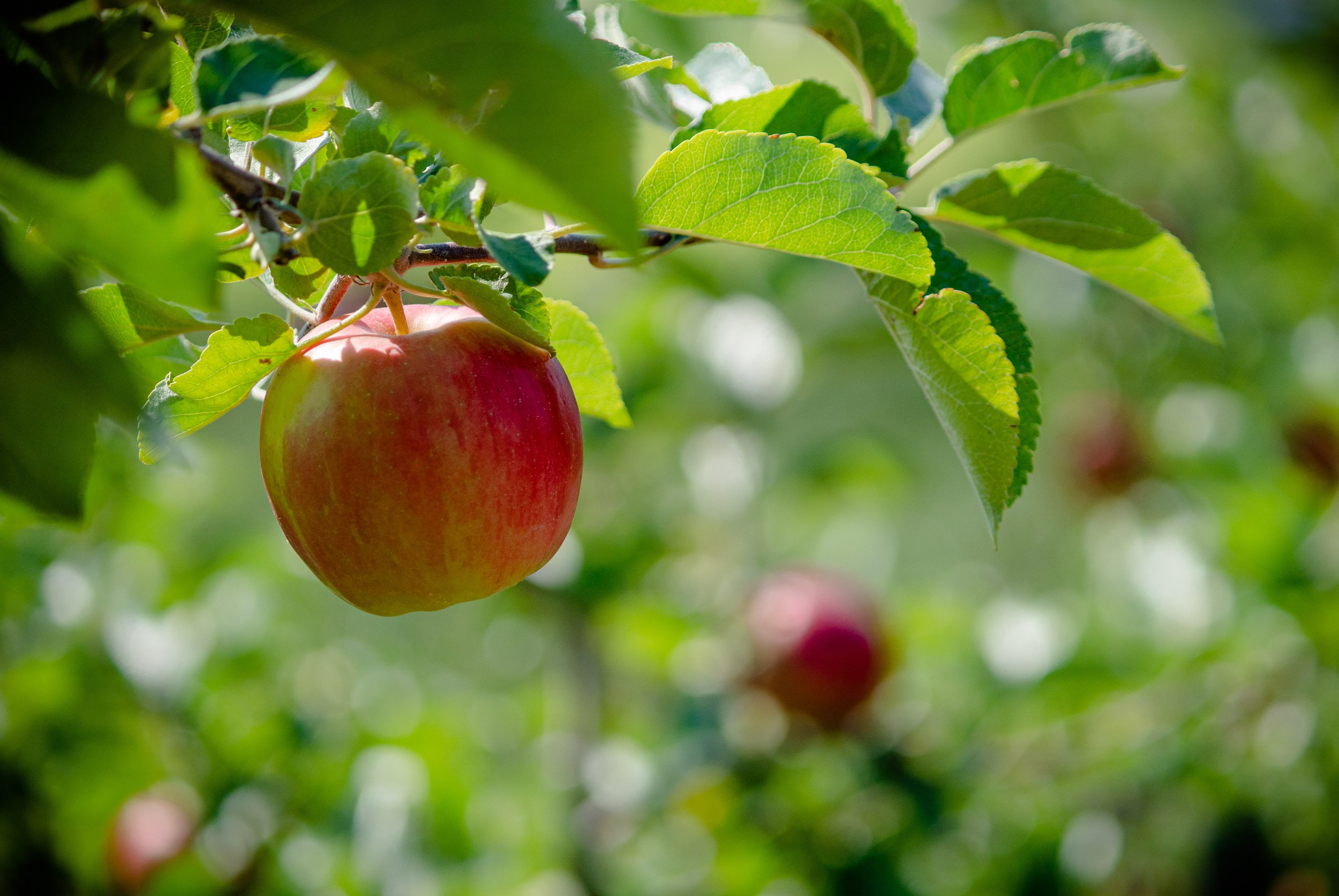 Sunrise apple ripening on the tree at Davison Orchards in Vernon BC, Okanagan Valley, fresh local orchard fruit