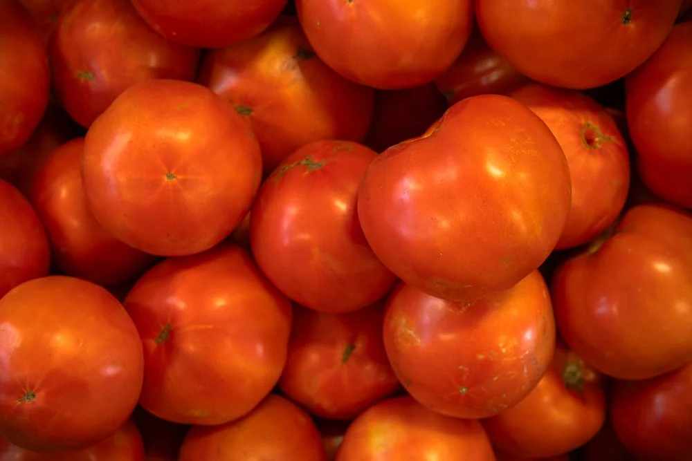 U-picked field beefsteak tomatoes at Davison Orchards in Vernon BC, Okanagan Valley