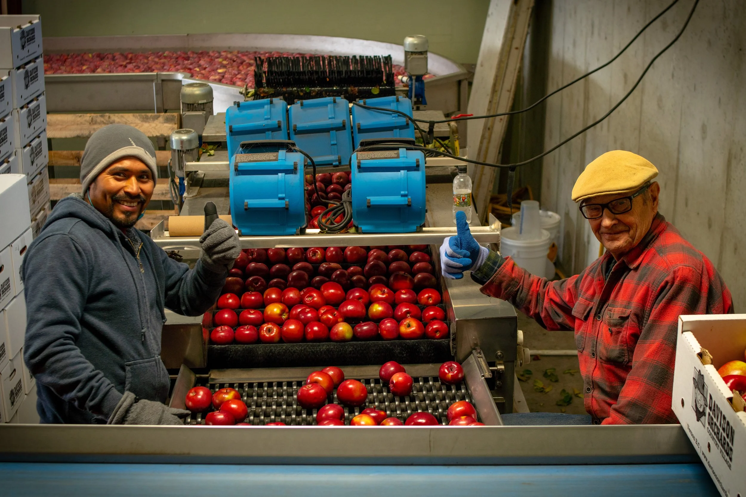 Grandpa Bob inspecting freshly washed apples on the production line at Davison Orchards packing house in Vernon BC