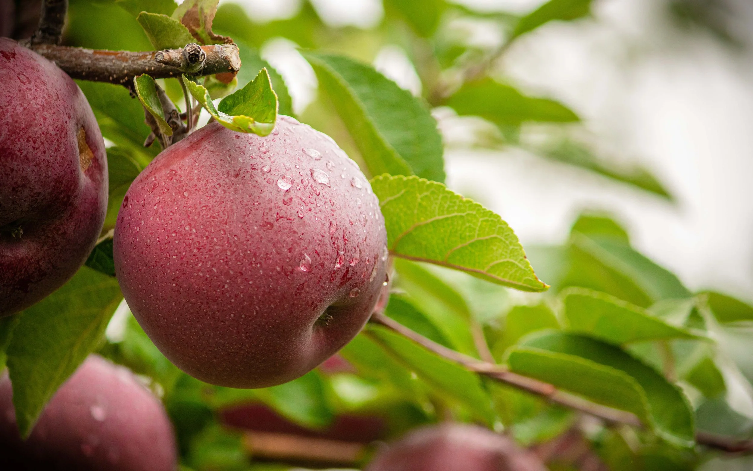 McIntosh apple with raindrops hanging from a branch at Davison Orchards in Vernon BC, part of the local Okanagan apple harvest