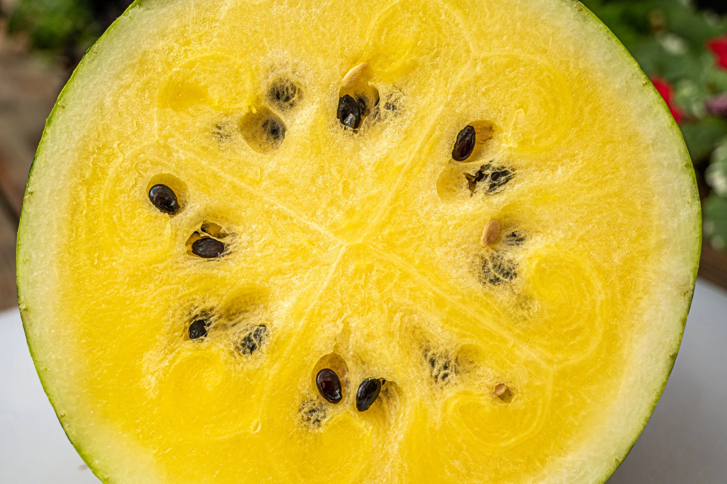 Vine-ripened yellow baby watermelon growing in the orchard at Davison Orchards in Vernon BC, Okanagan Valley Canada