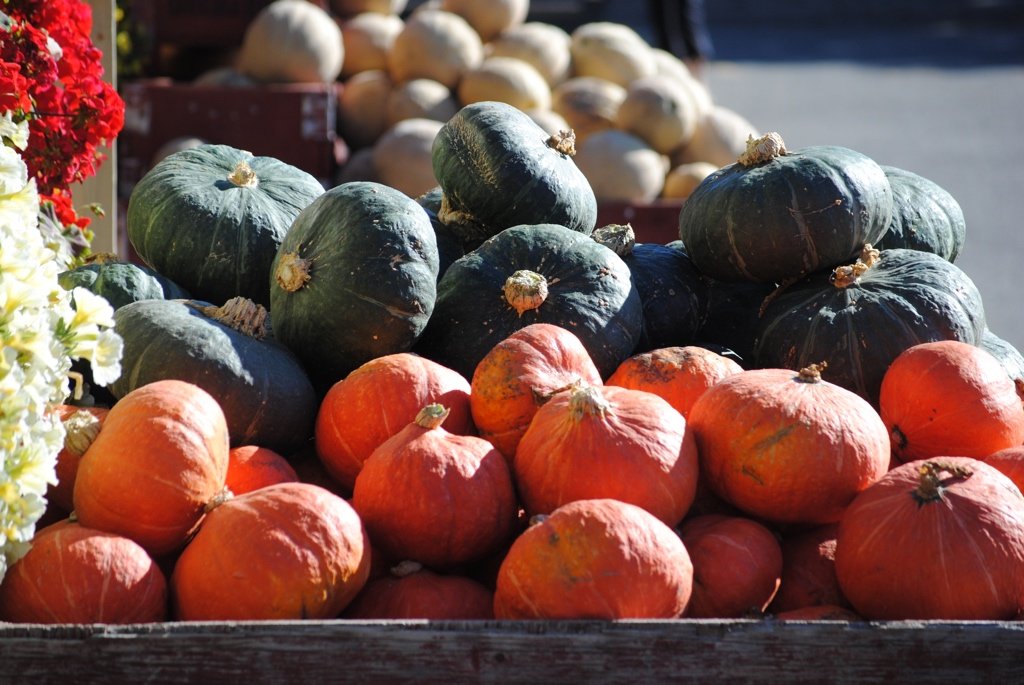 Buttercup and Ambercup squash with dark green and bright orange skin freshly harvested at Davison Orchards in Vernon BC, Okanagan Valley