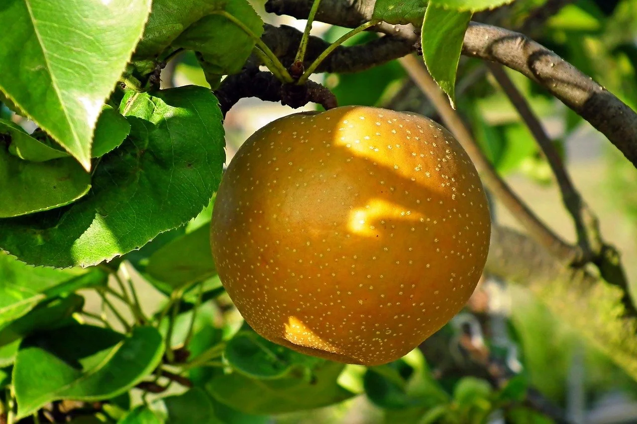 Asian pear on the tree. Image by Teodor Buhl from Pixabay
