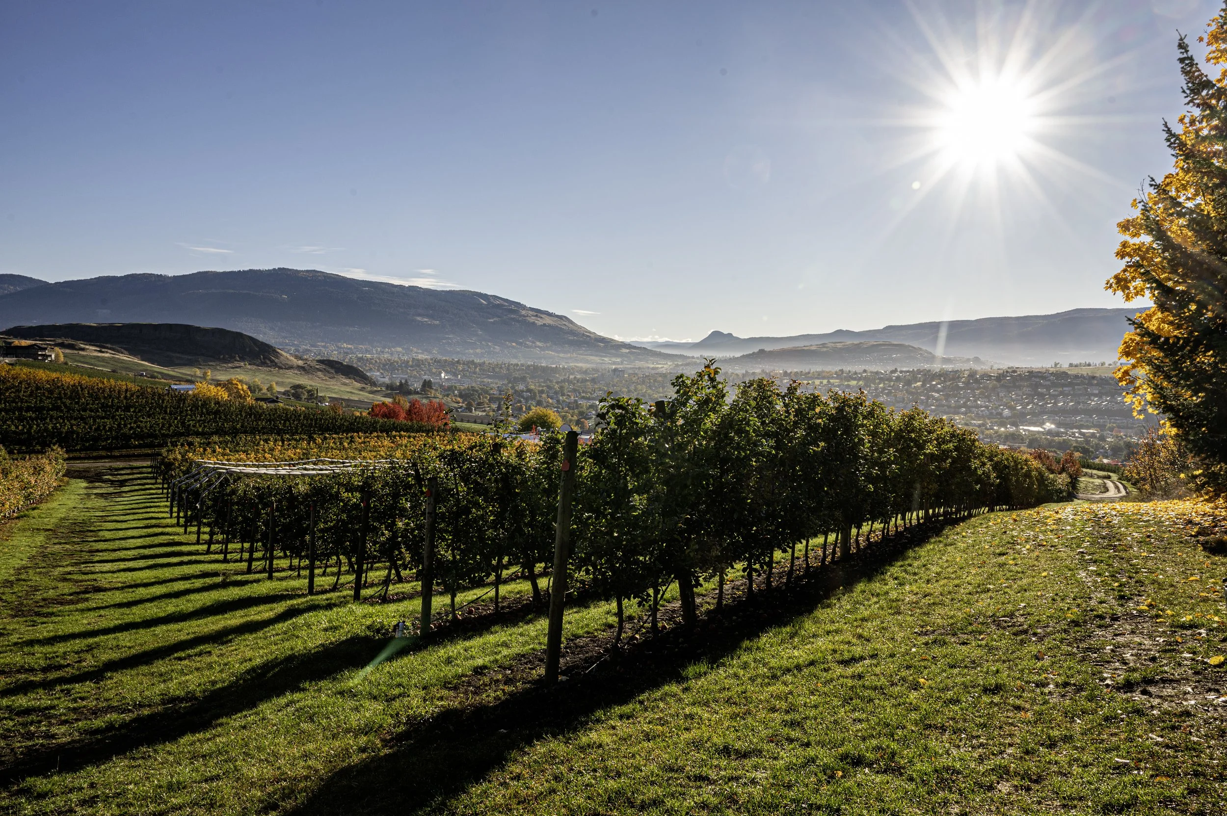 Sunlit apple orchard at Davison Orchards with Vernon city in the background on a late summer morning, showcasing the farm's fresh produce and scenic views in British Columbia