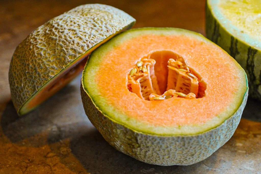 Vine-Ripened cantaloupe growing in the orchard at Davison Orchards in Vernon BC, Okanagan Valley Canada