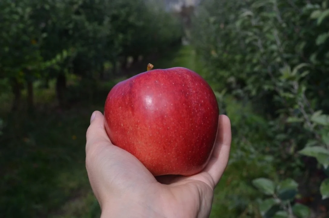 Jonagold apple on hand freshly picked from at Davison Orchards in Vernon BC