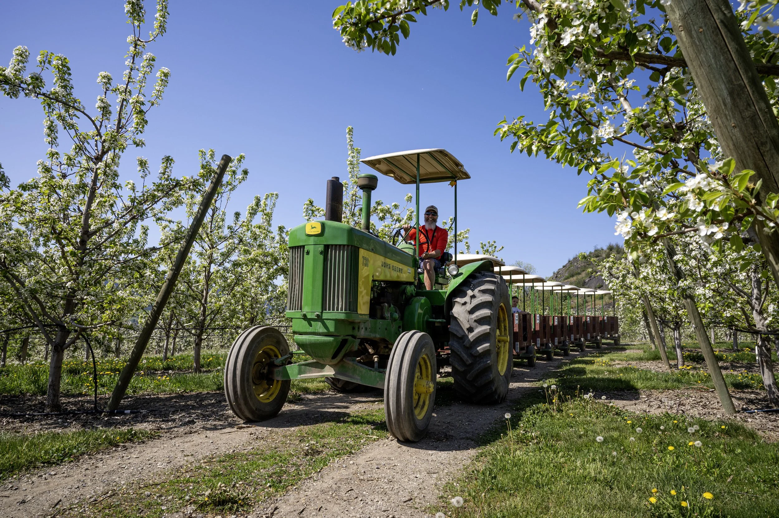 Tractor at the Davison's apple orchard in bloom pulling carts made out of apple bins. Vernon, BC