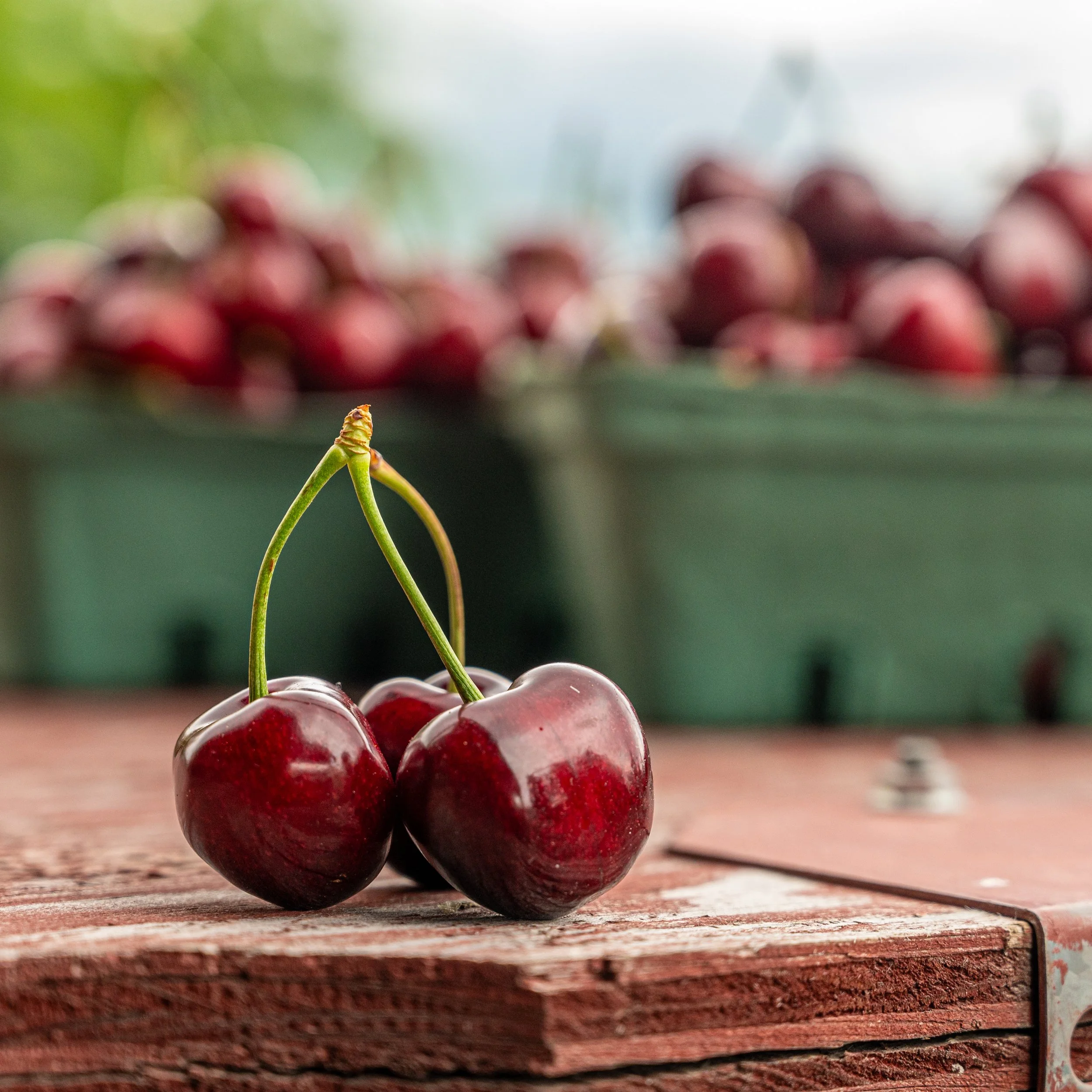 Fresh local cherries from the Okanagan Valley in a basket available at Davison Orchards in Vernon BC, Canada