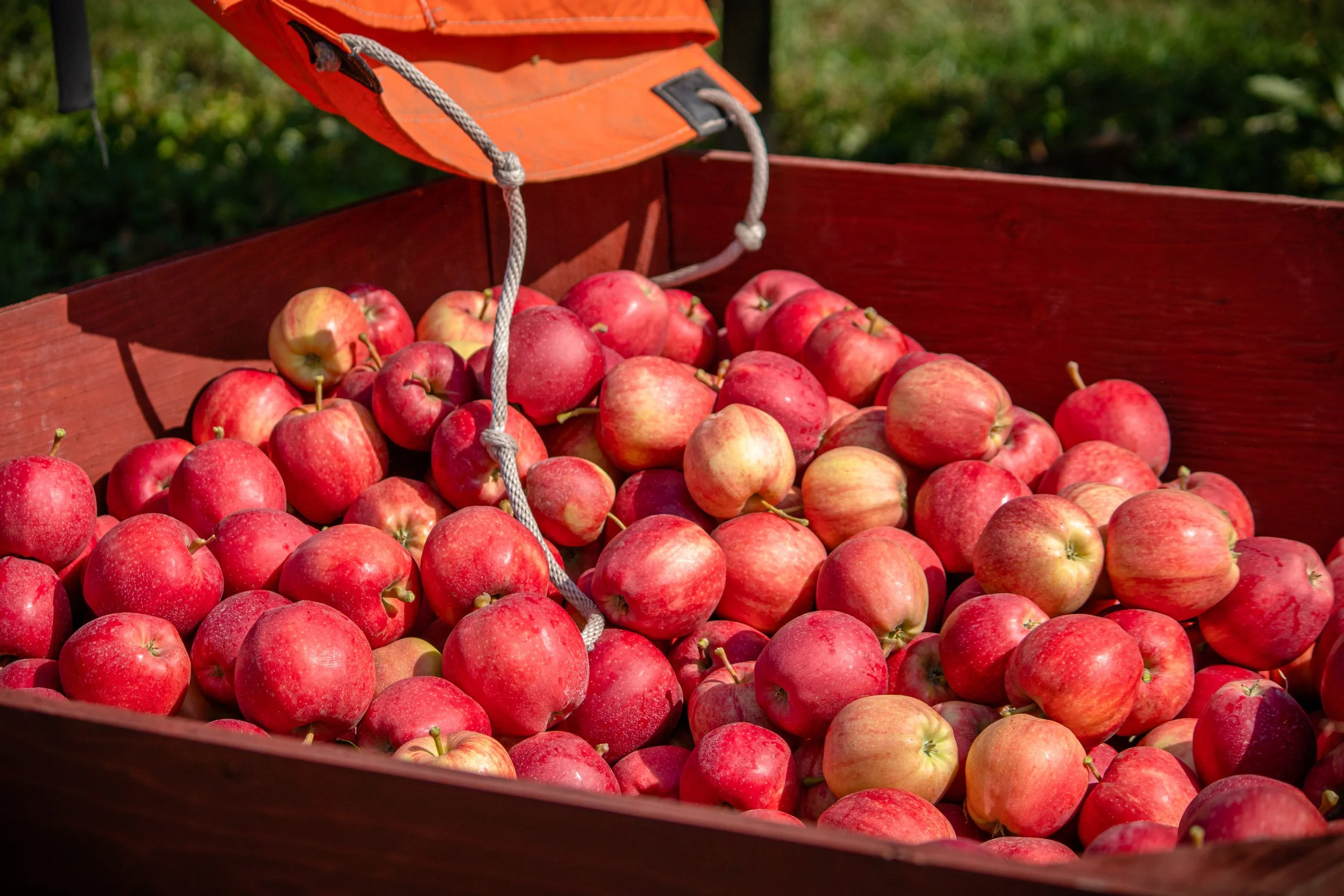 Fresh red apples rolling from a harvest picking bag into an apple bin during U Pick at Davison Orchards in Vernon BC, Okanagan Valley Canada