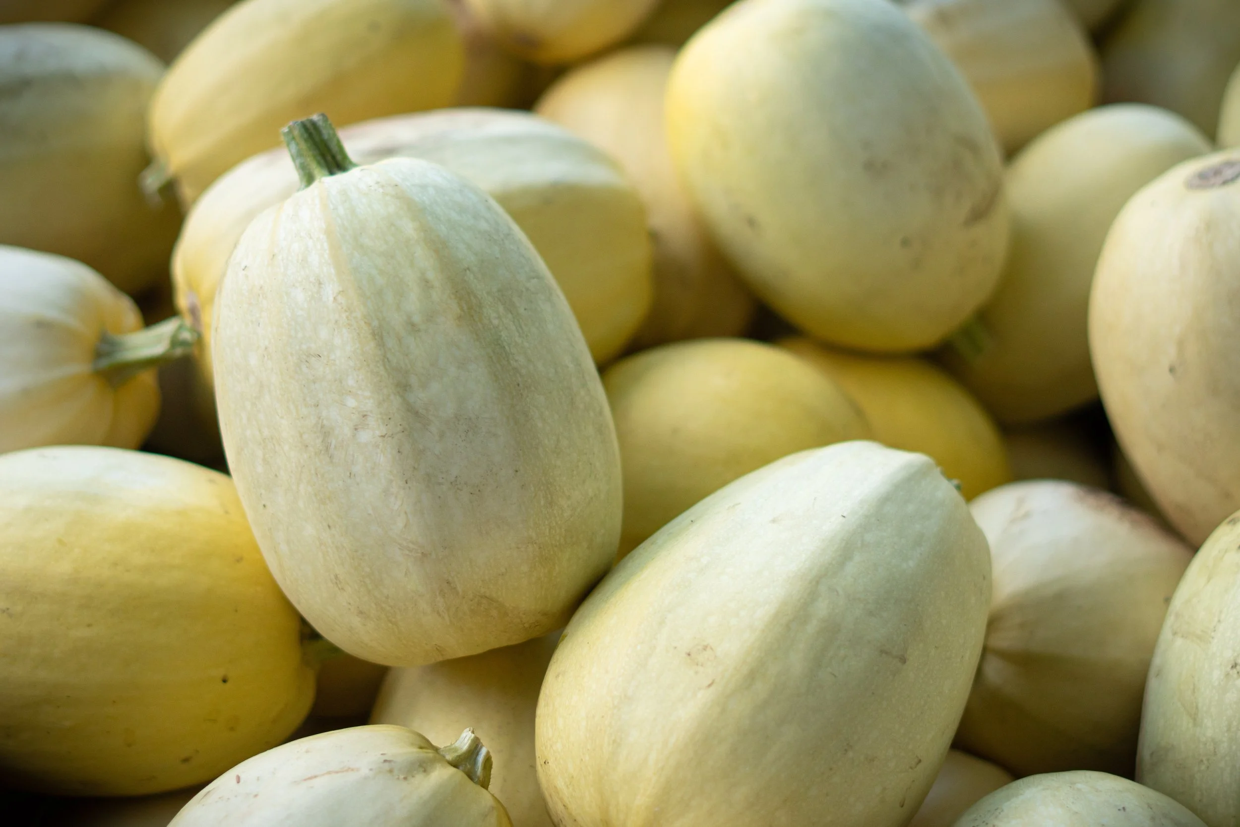 Spaghetti squash with golden-yellow skin freshly harvested at Davison Orchards in Vernon BC, Okanagan Valley
