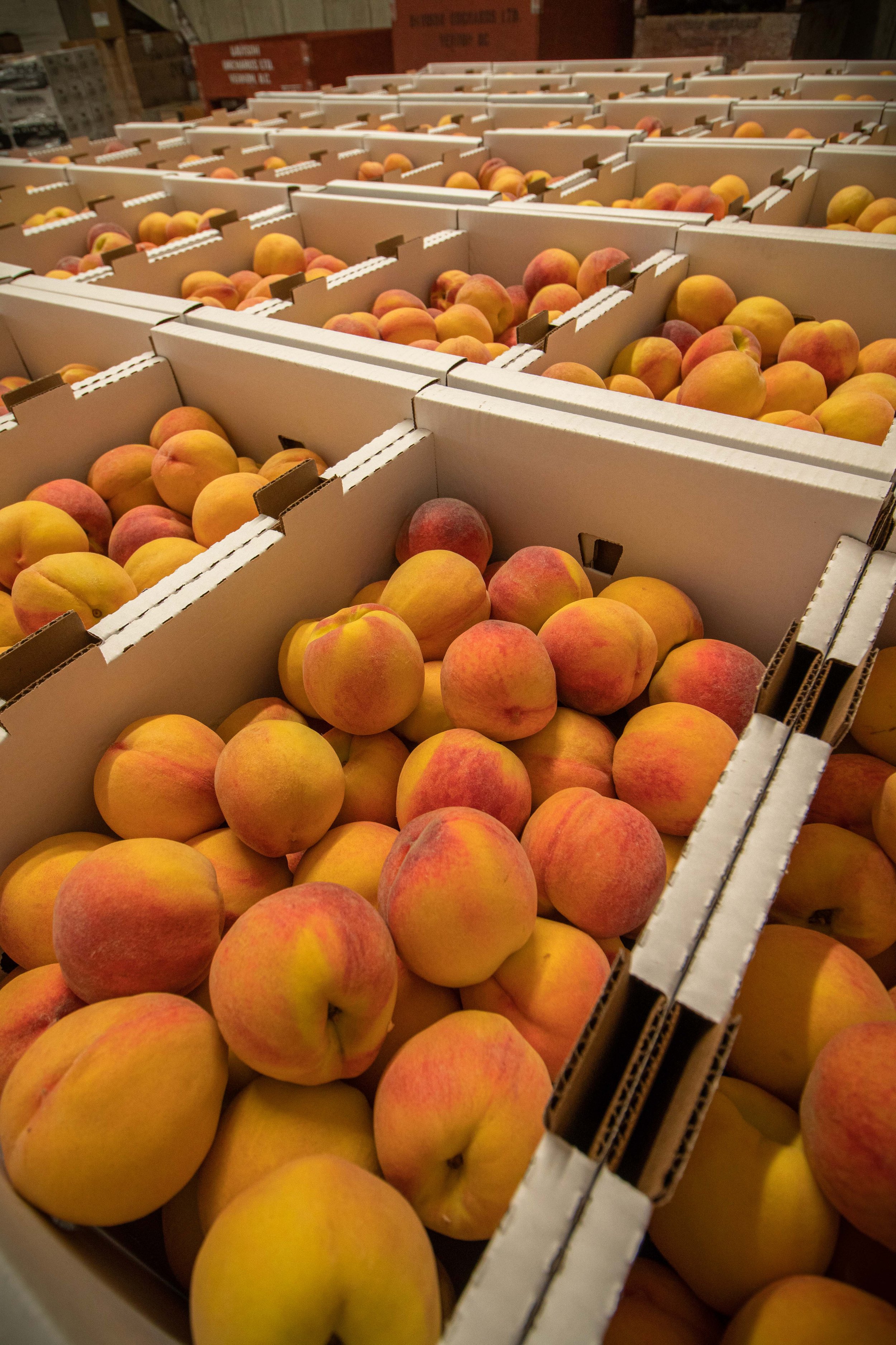 Early Red Haven peaches freshly picked and packed at the produce area at Davison Orchards, Vernon BC, fresh Okanagan orchard peaches