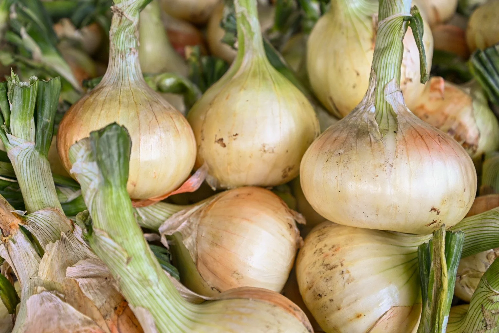 Large Walla Walla sweet onions on display at Davison Orchards farm in Vernon BC, Okanagan Valley